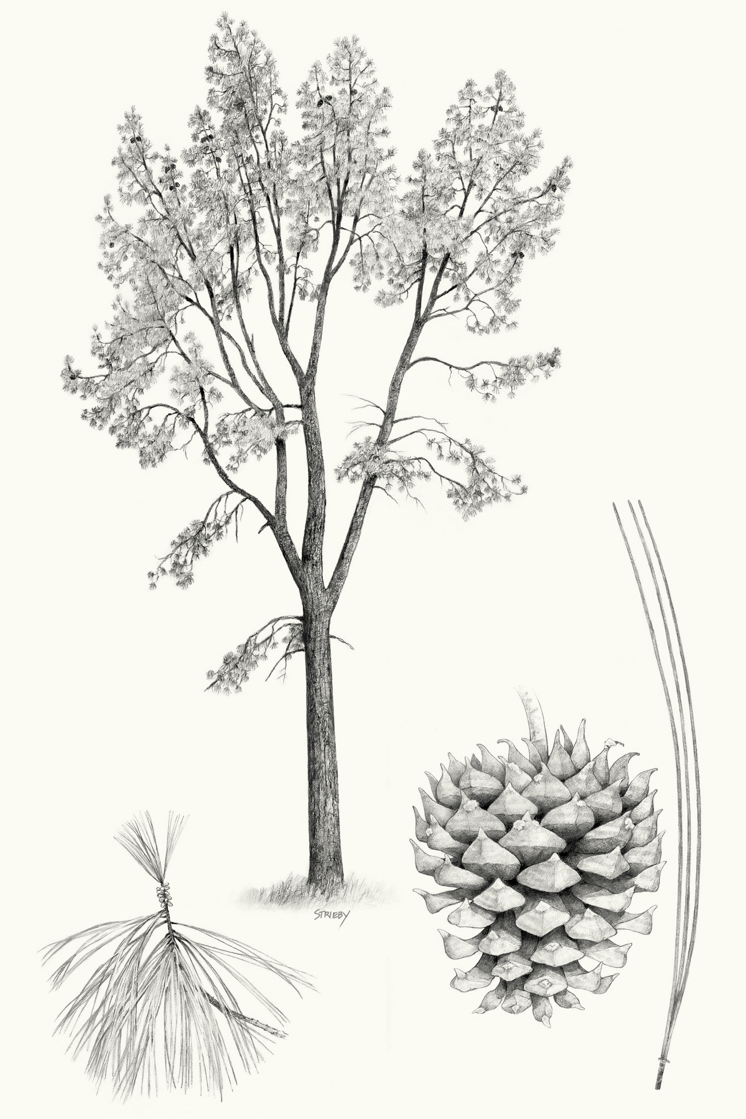 Gray Pine (Pinus sabiniana)
