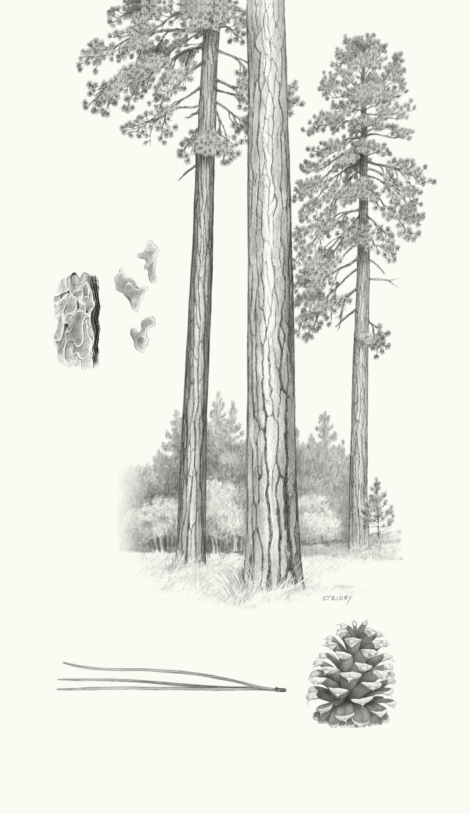 Ponderosa Pine (Pinus ponderosa)
