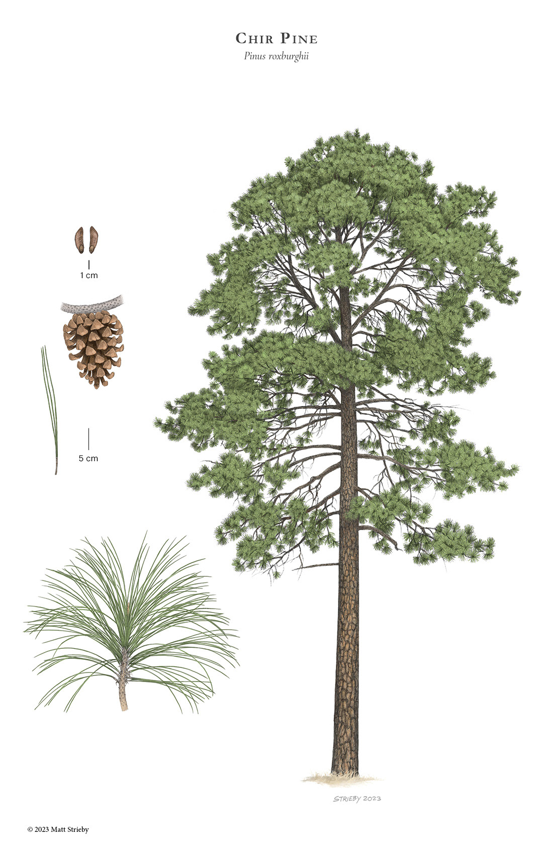 Chir Pine (Pinus roxburghii)