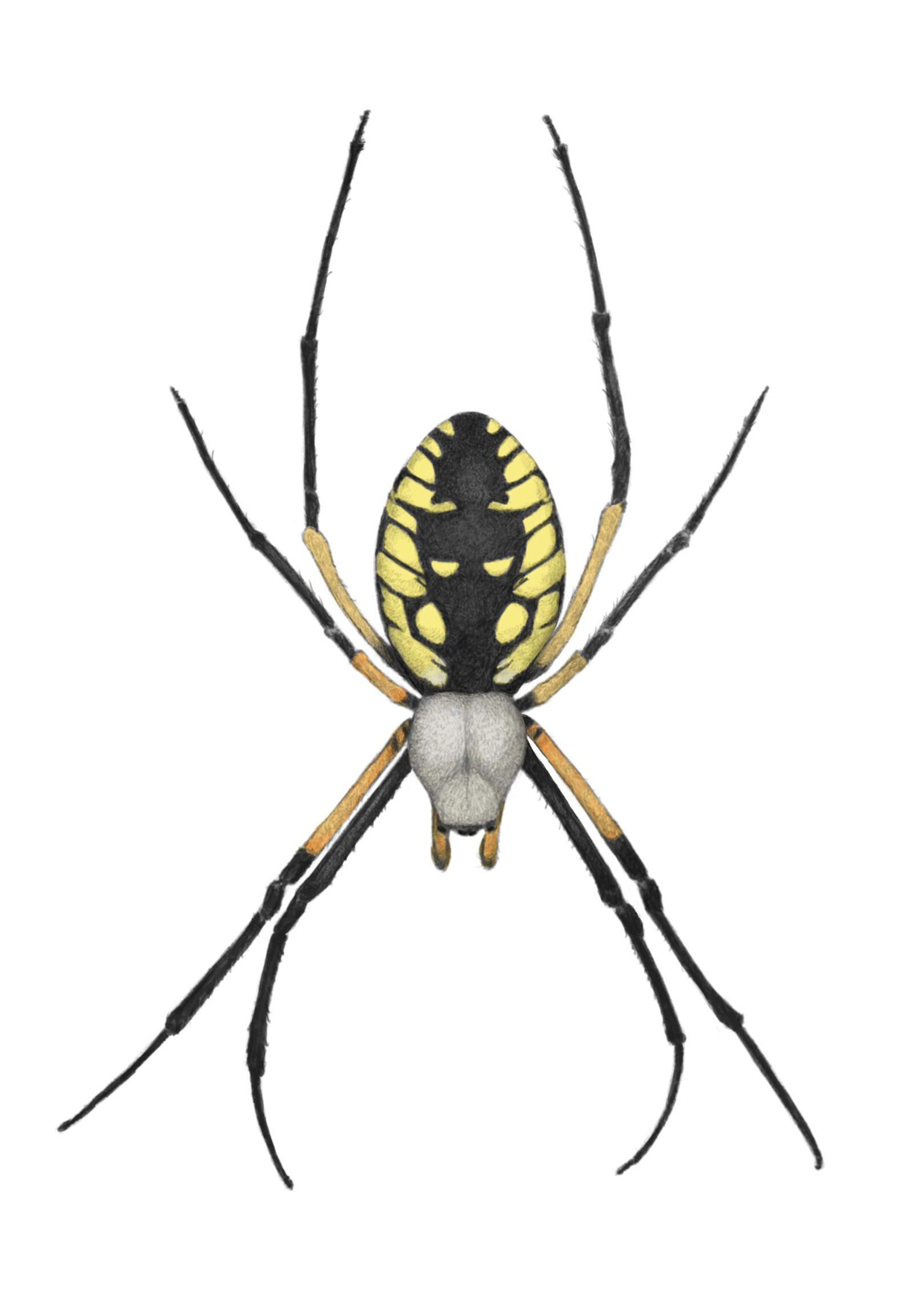 Yellow-and-black Argiope (Argiope aurantia)
