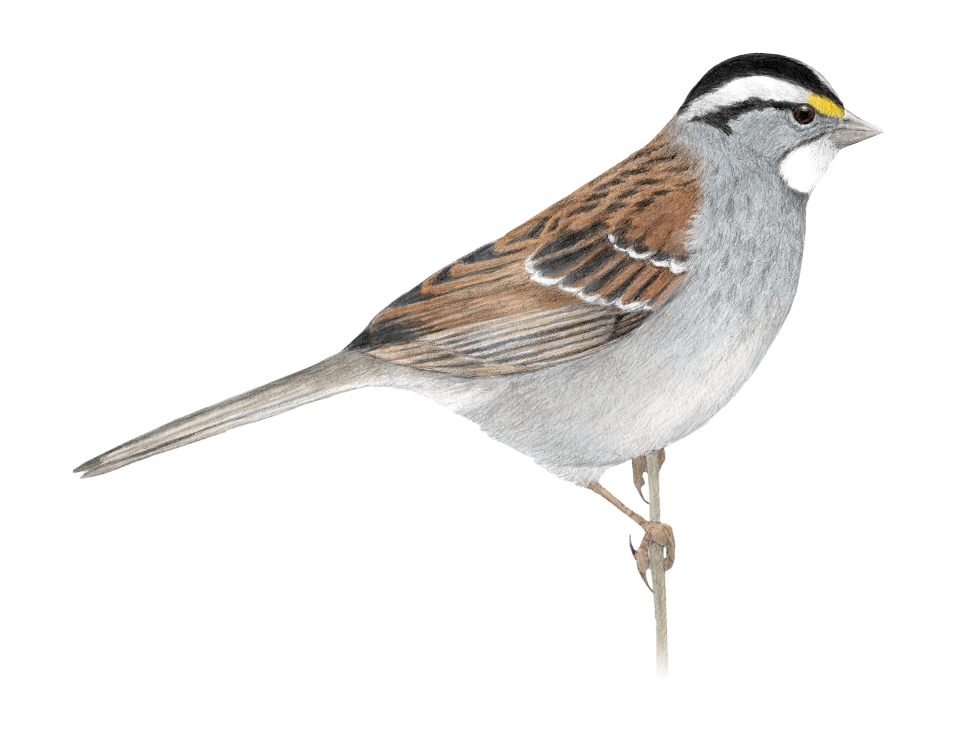 White-throated Sparrow (Zonotrichia albicollis)