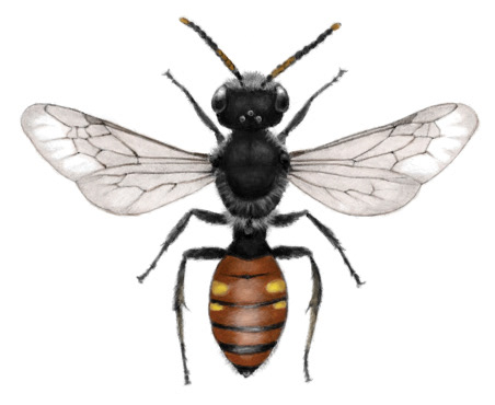 Cuckoo Bee (Nomada fabriciana)