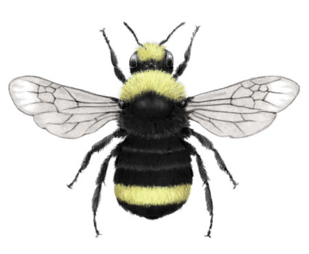 Yellow-faced Bumblebee (Bombus vosnesenskii)