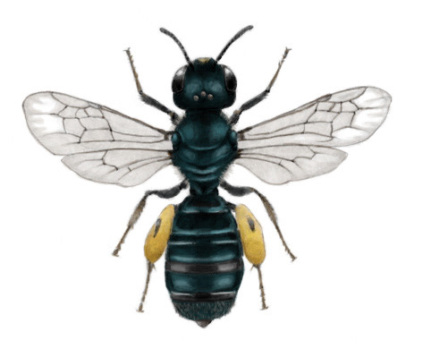 Carpenter Bee (Ceratina sp.)