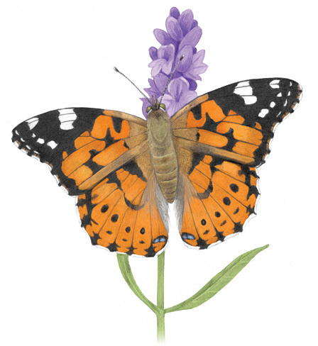 Painted Lady Butterfly (Vanessa cardui)