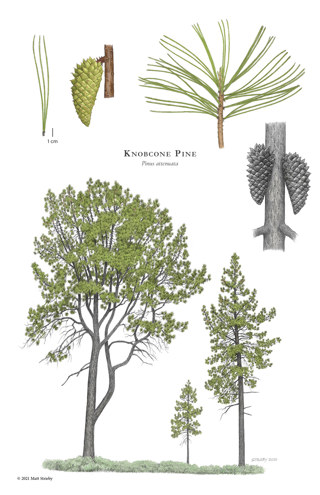 Matt Strieby - Conifers