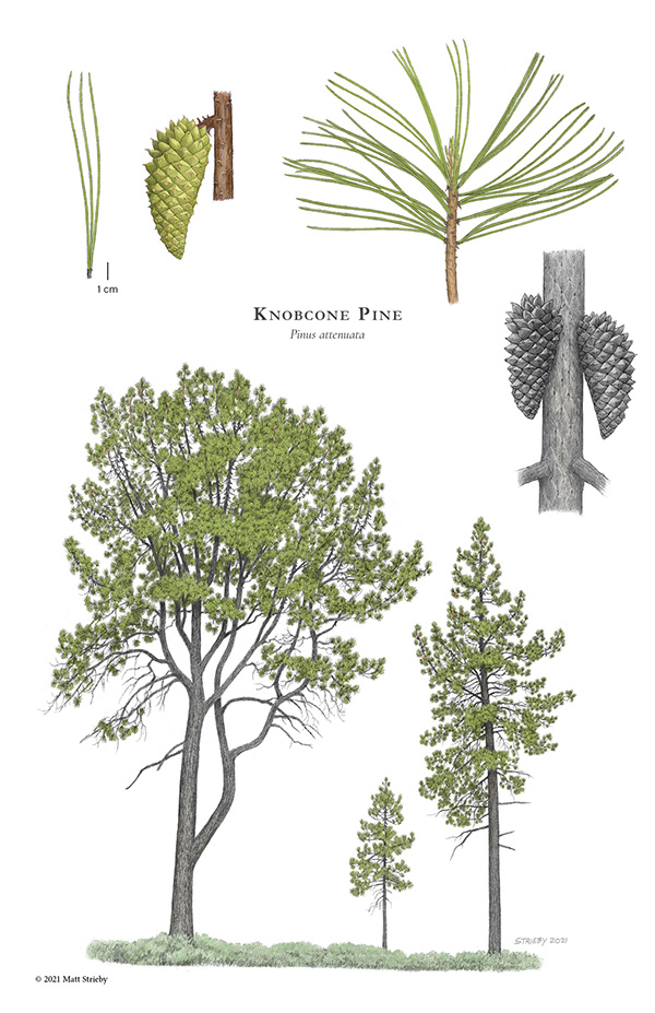 Matt Strieby - Conifers