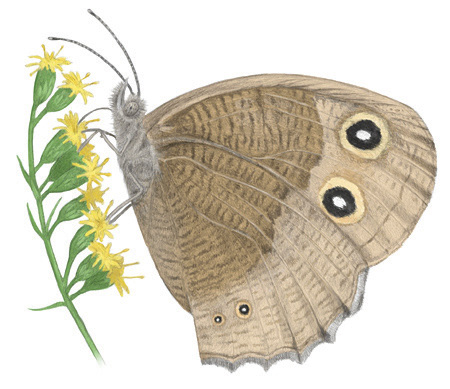 Common Wood Nymph (Cercyonis pegala)