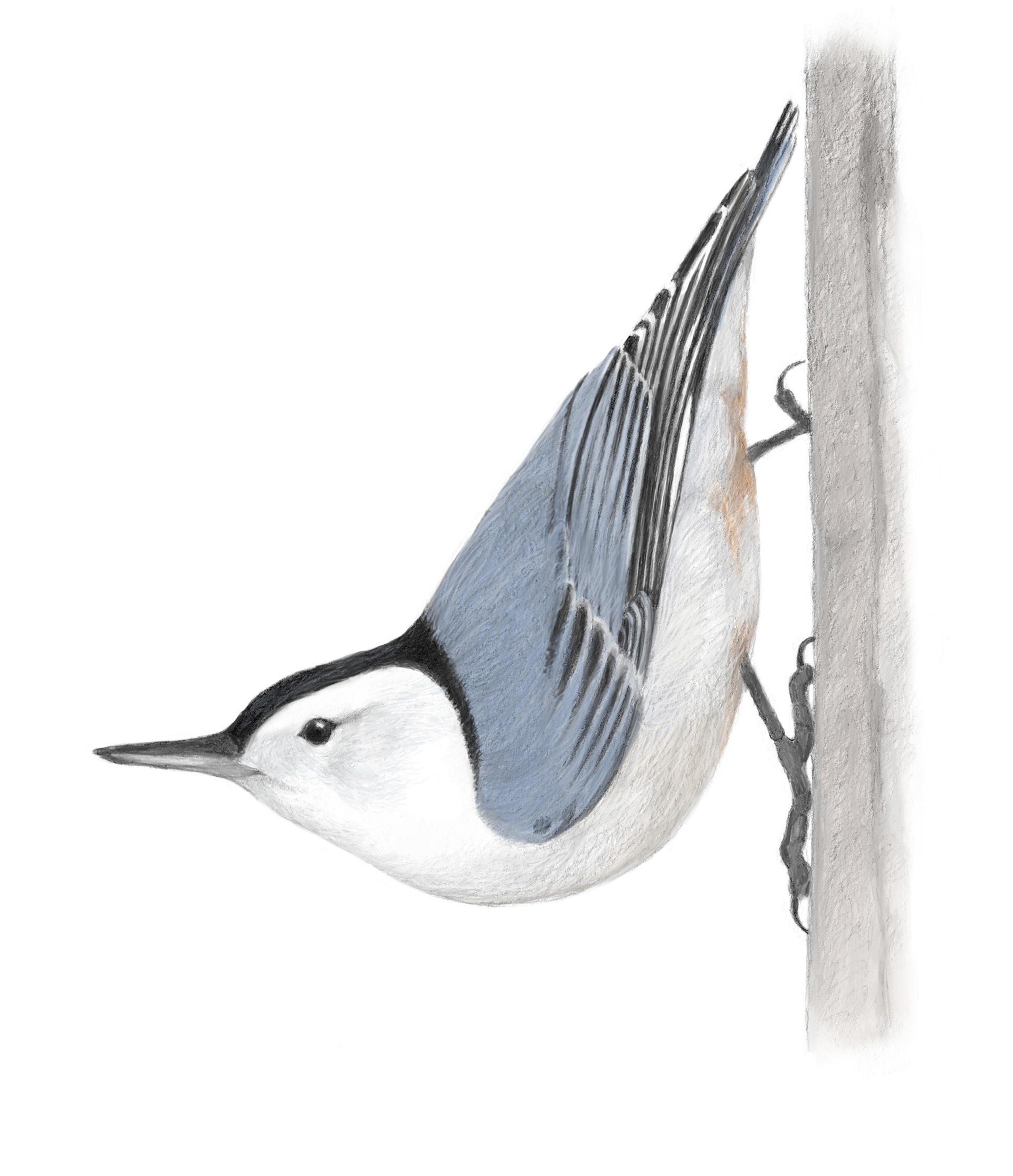 White--breasted Nuthatch (Sitta carolinensis)