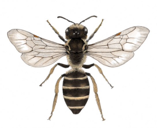 Sweat Bee (Halictus sp.)