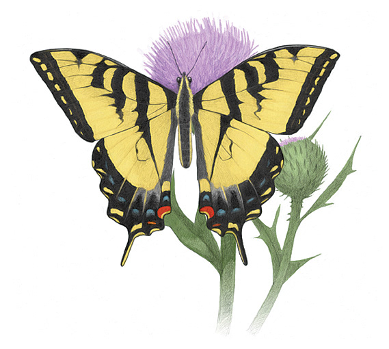 Western Tiger Swallowtail (Papilio rutulus)