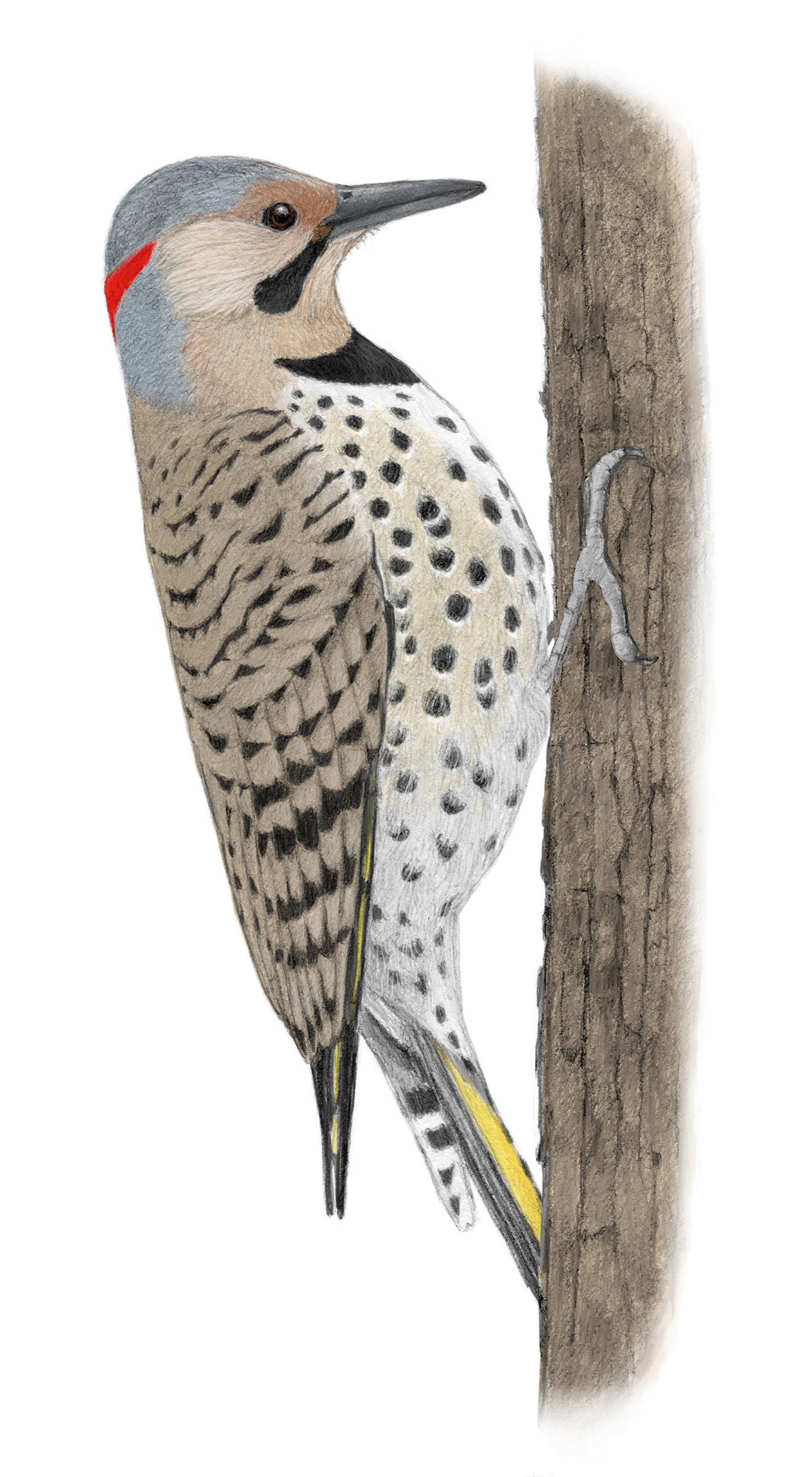 Northern Flicker Colaptes auratus