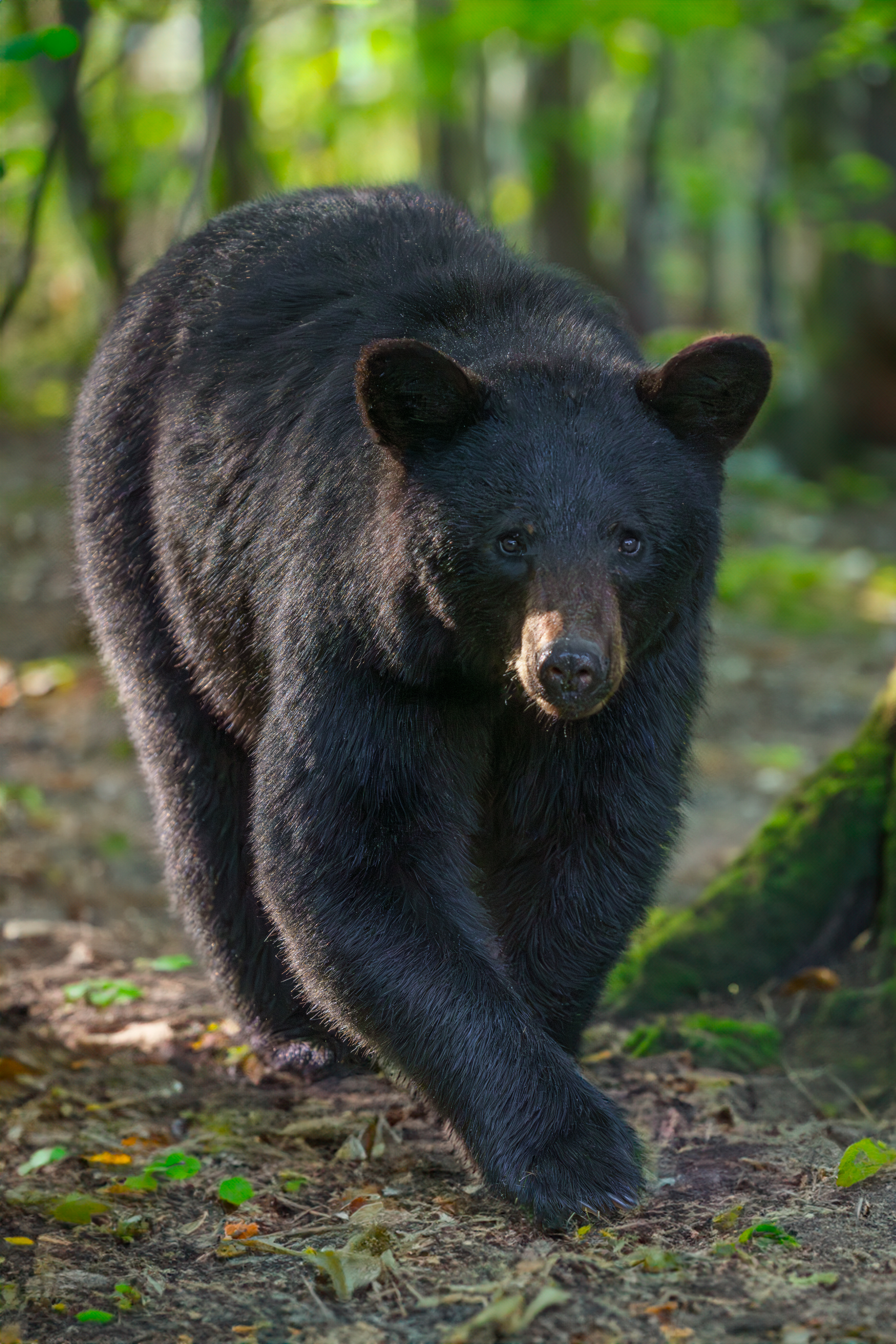 Black Bear 2