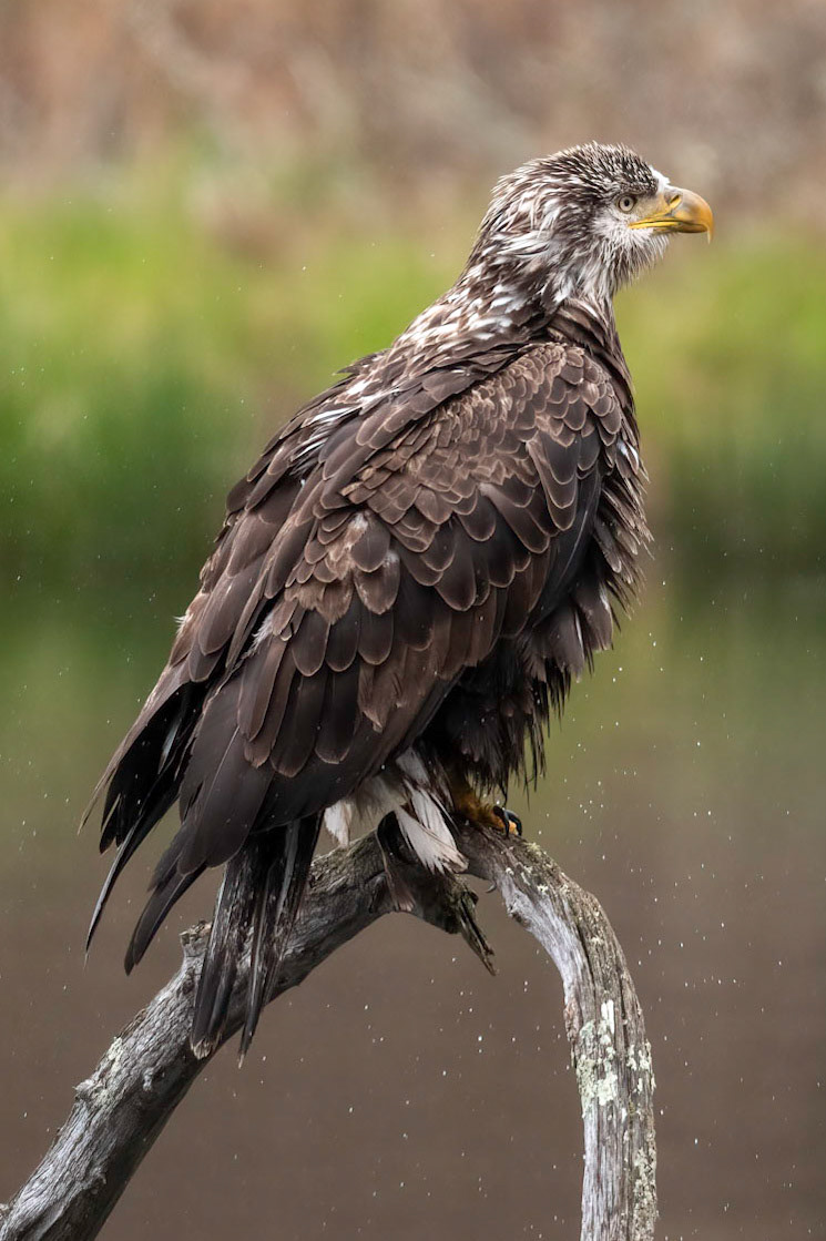 Juvenile Bald Eagle