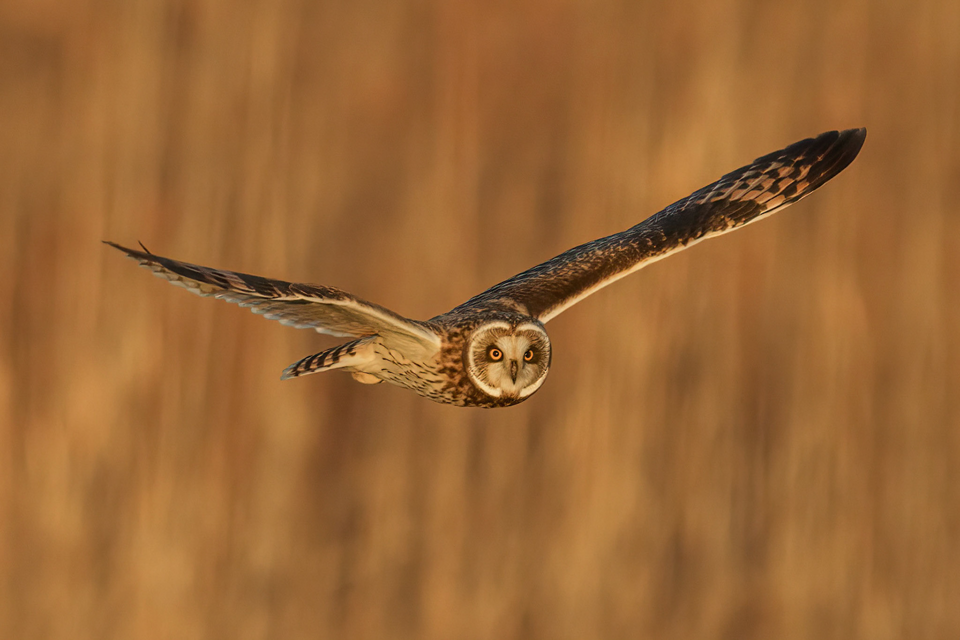 Short -eared Owl in Flight 1
