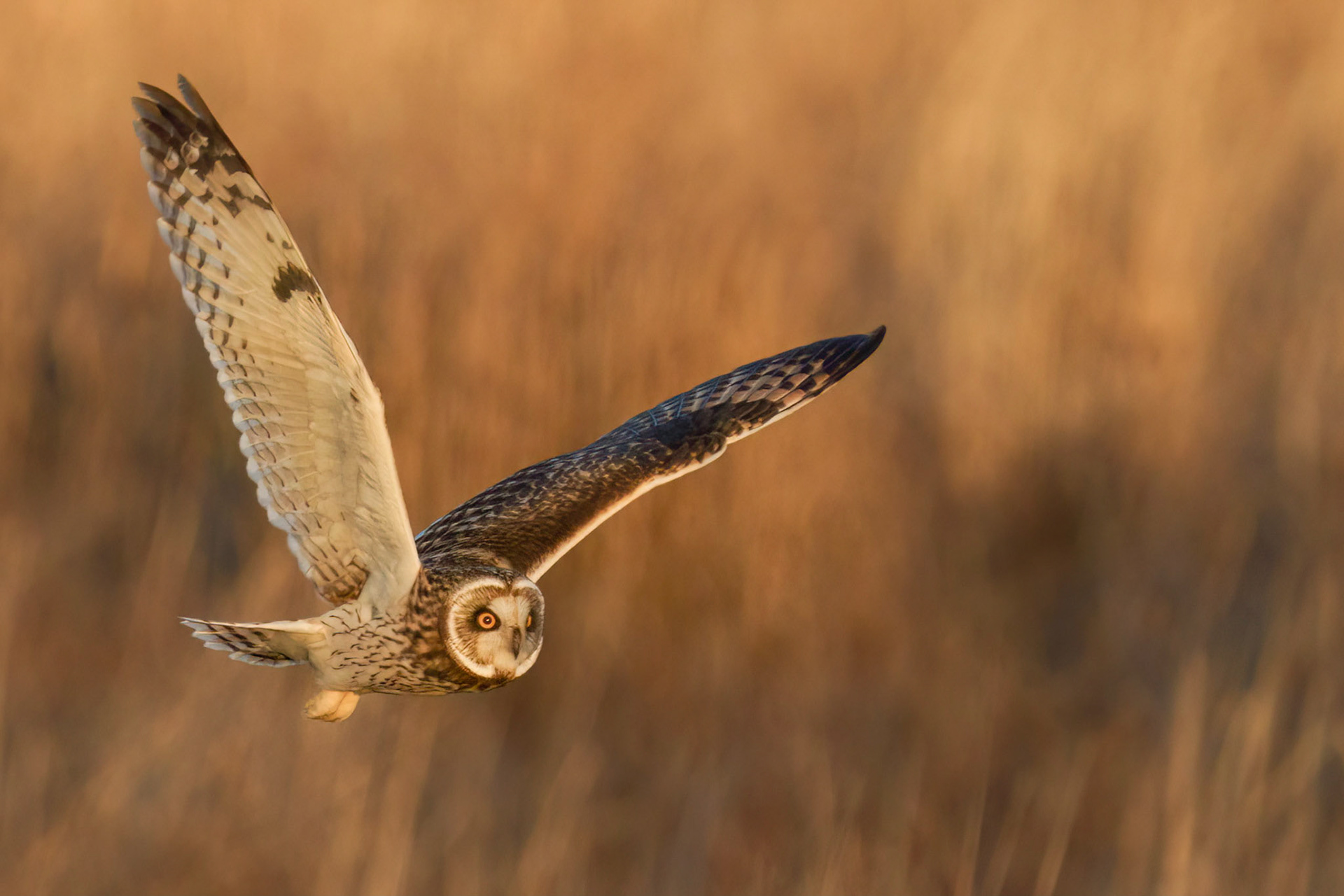 Short -eared Owl in Flight 2