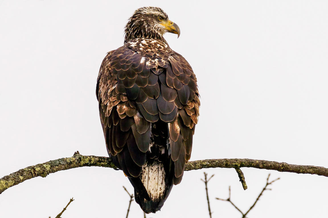 Juvenile Bald Eagle