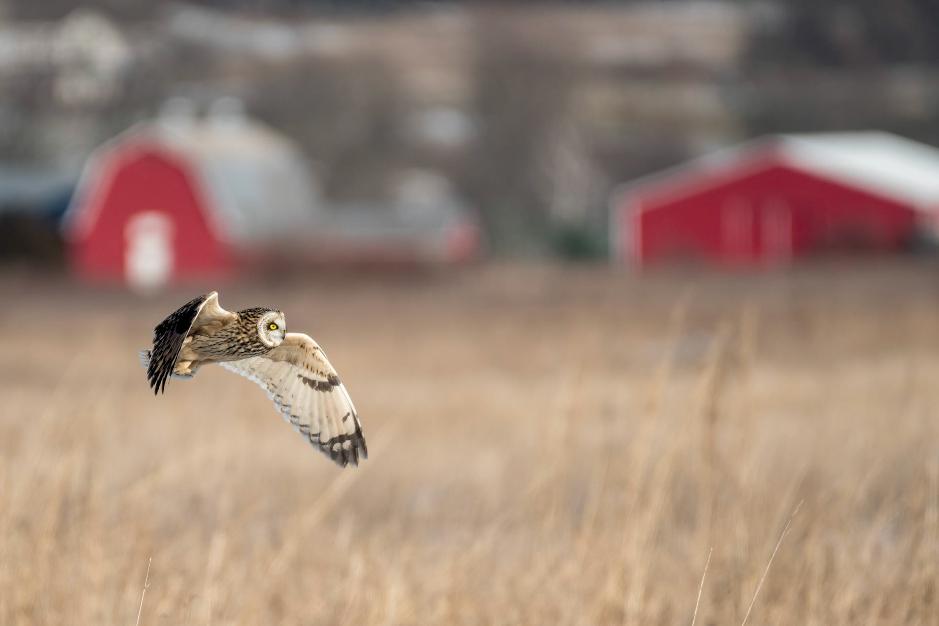 Short-eared Owl
