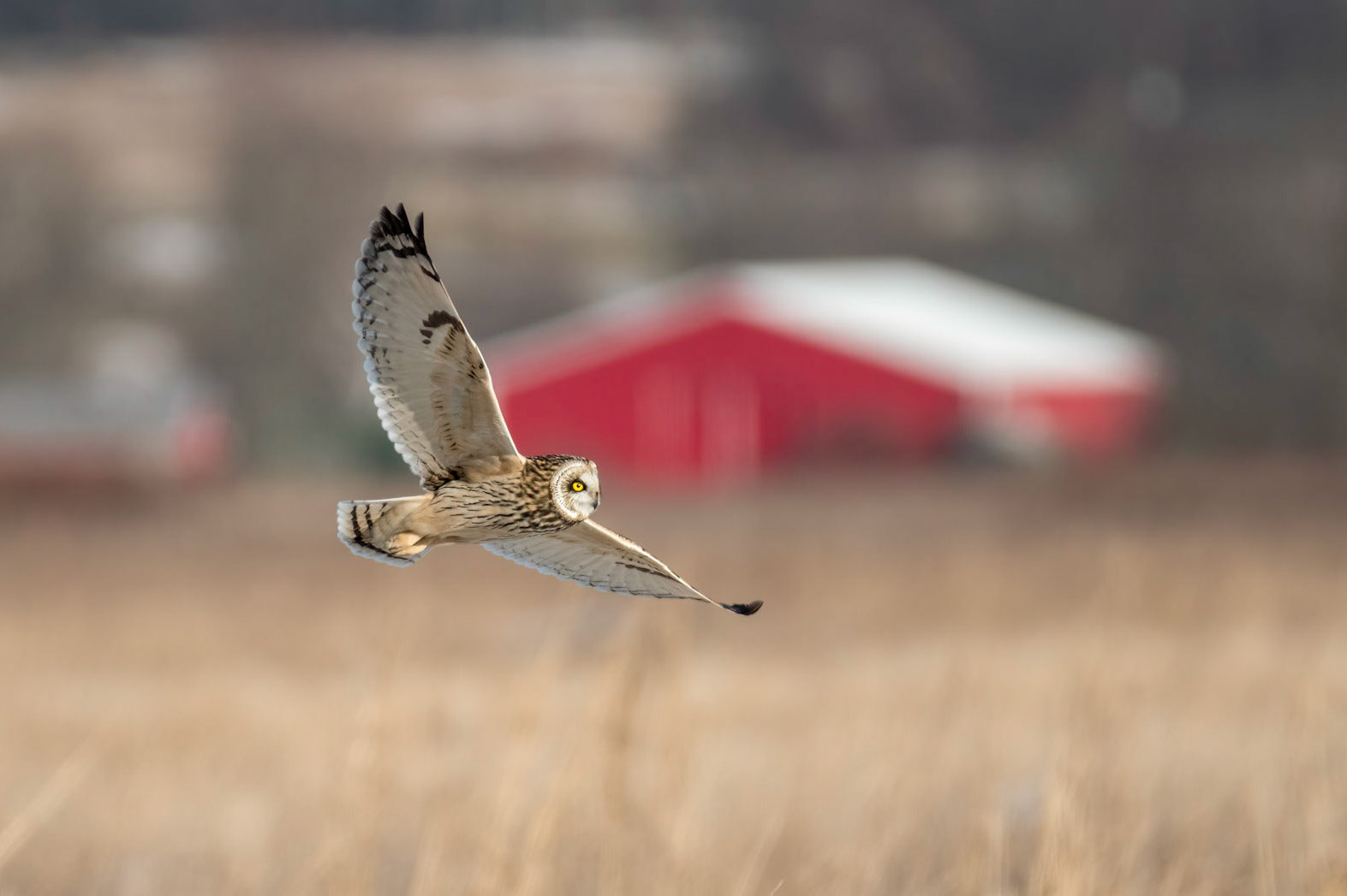 Short-eared Owl