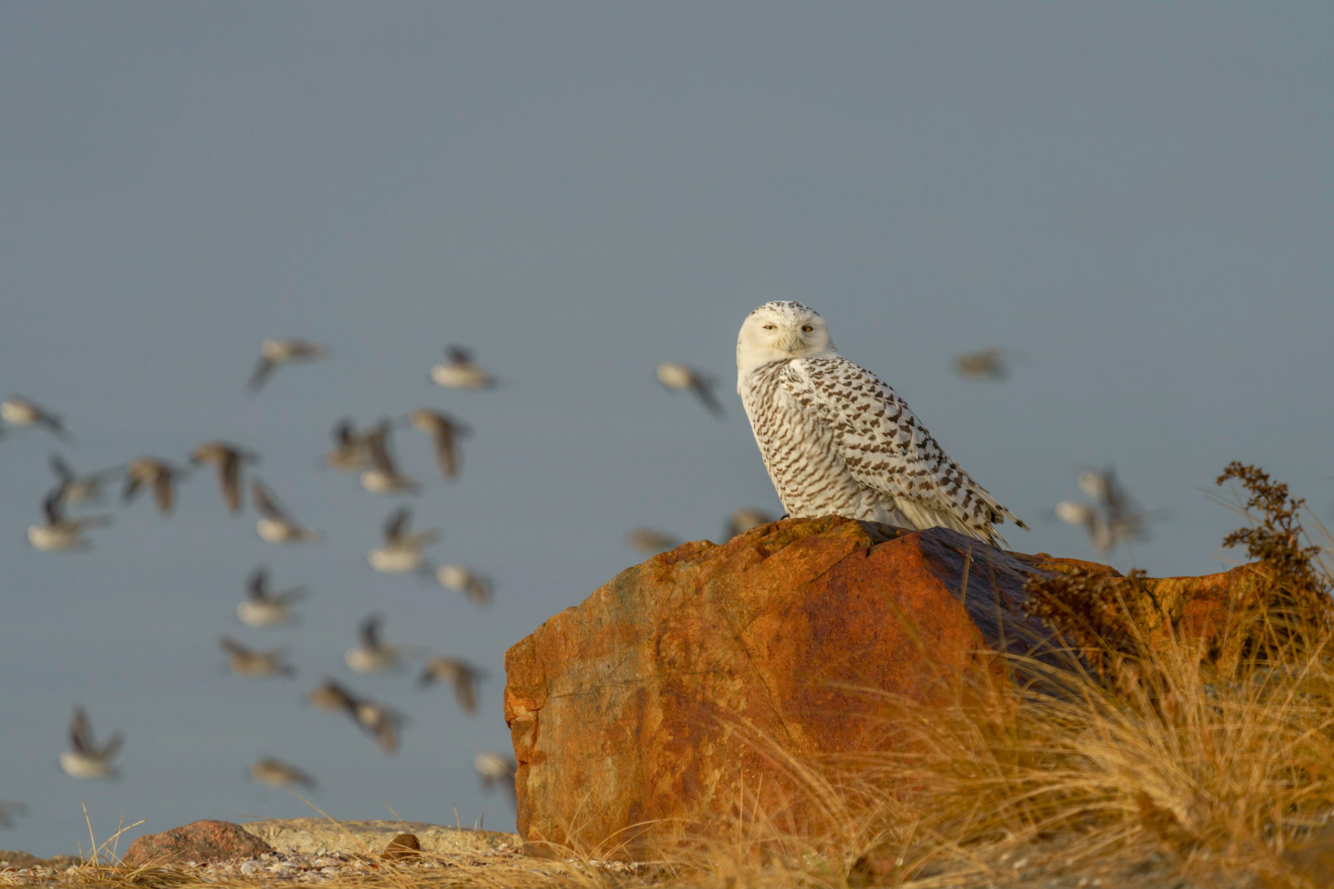 Female Snowy Owl