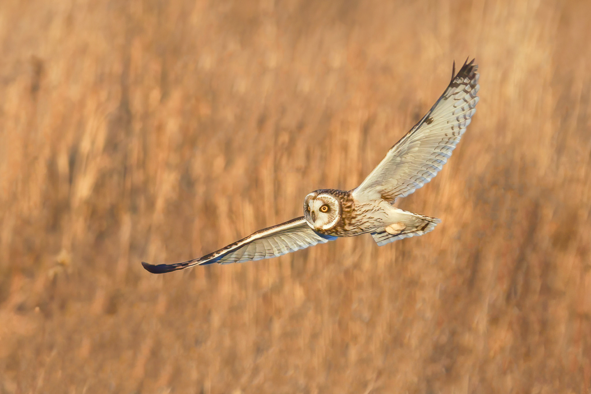 Short -eared Owl in Flight 3