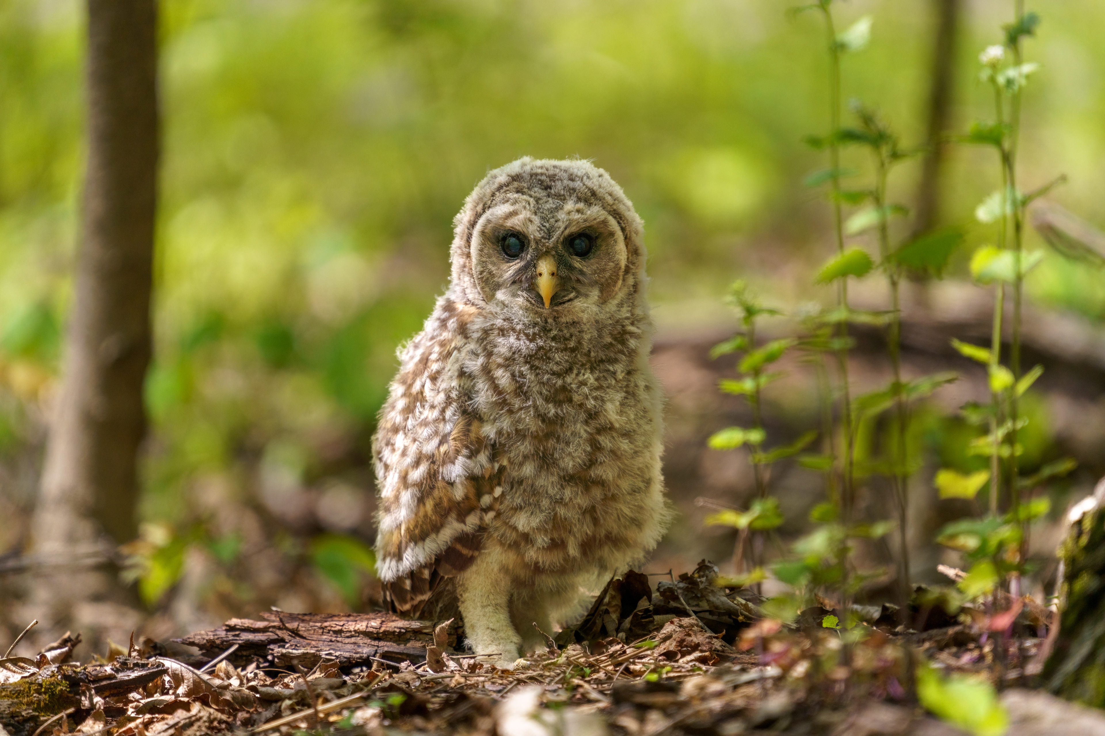 Barred Owlet
