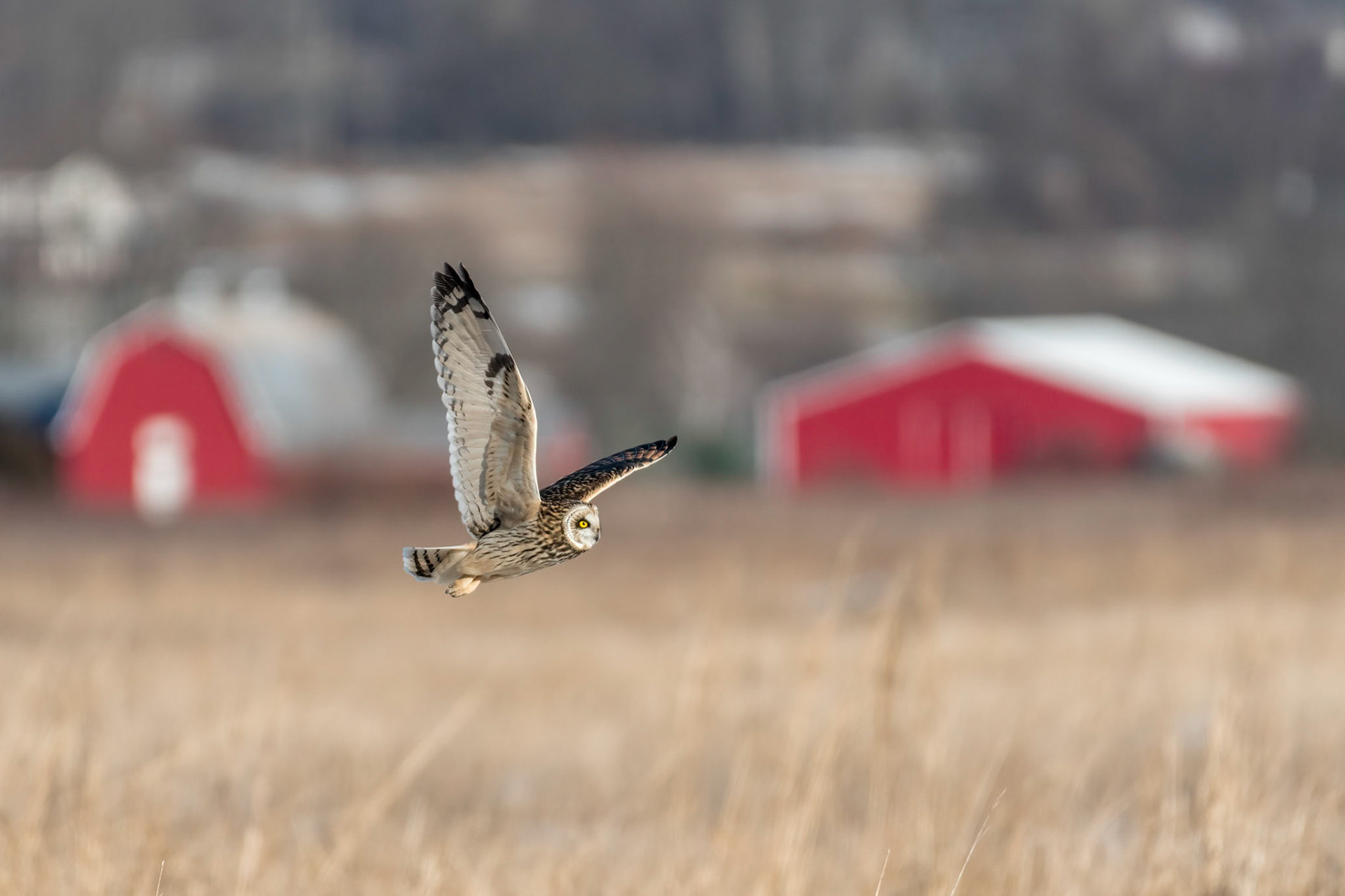 Short-eared Owl