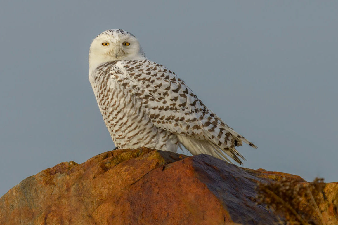 Female Snowy Owl