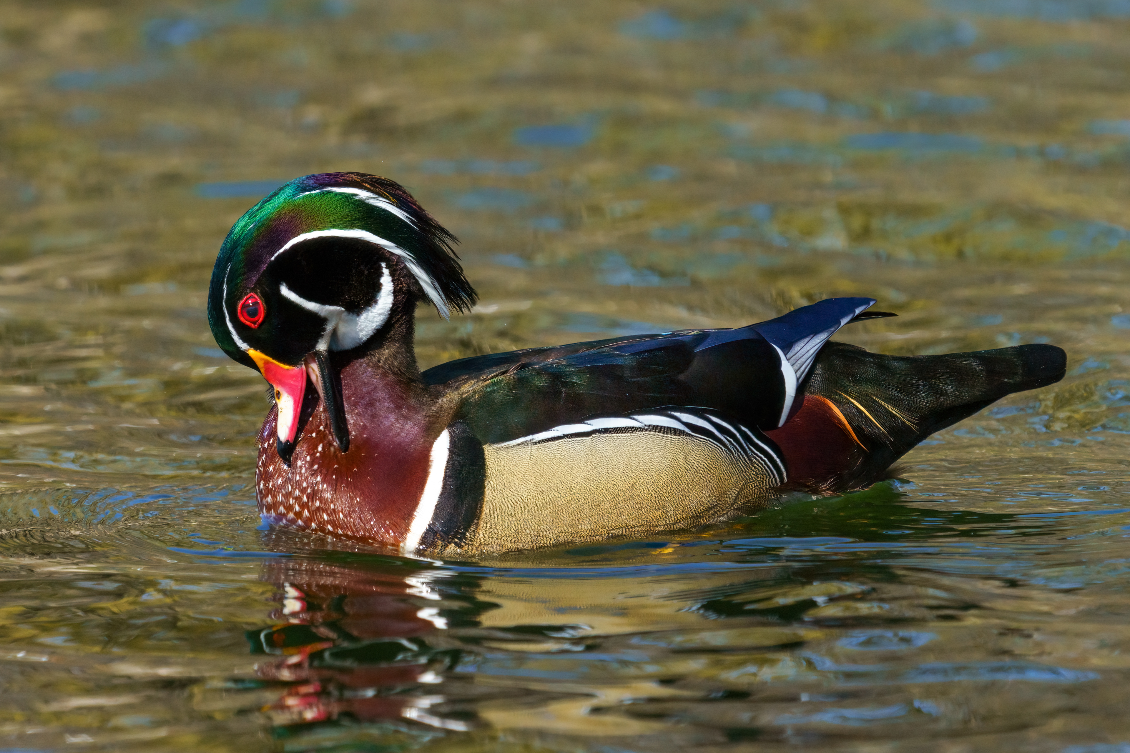 Wood Duck 2