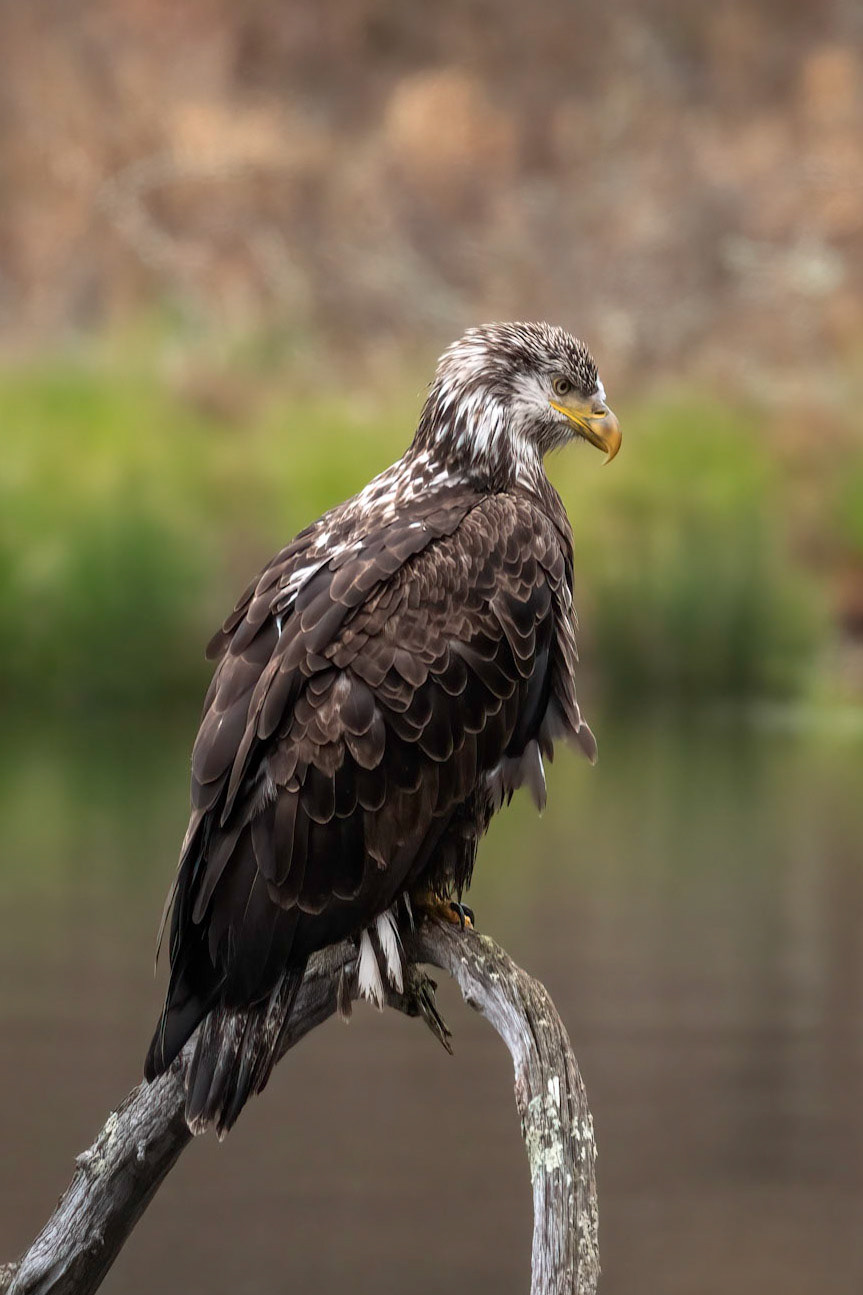 Juvenile Bald Eagle