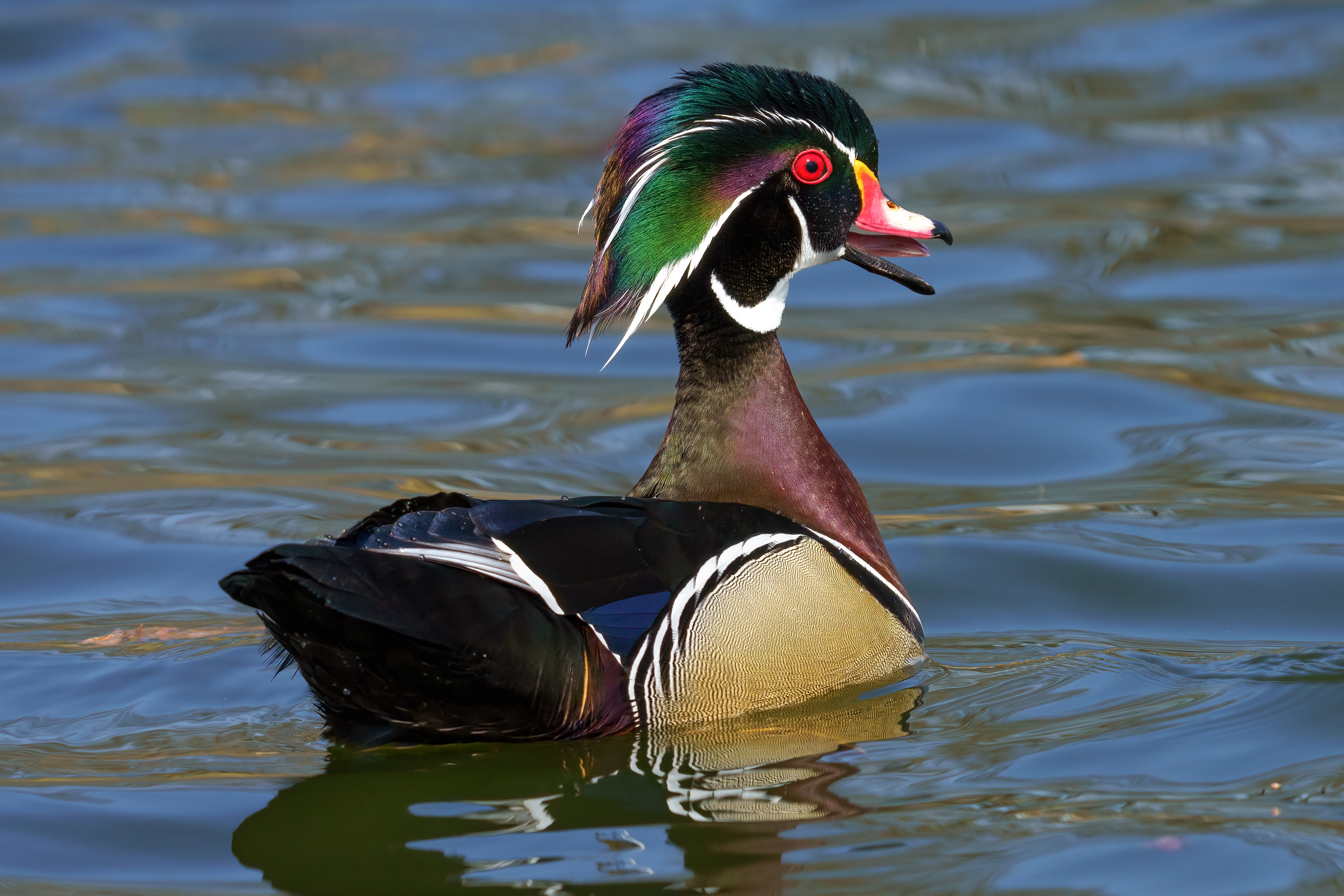 Wood Duck