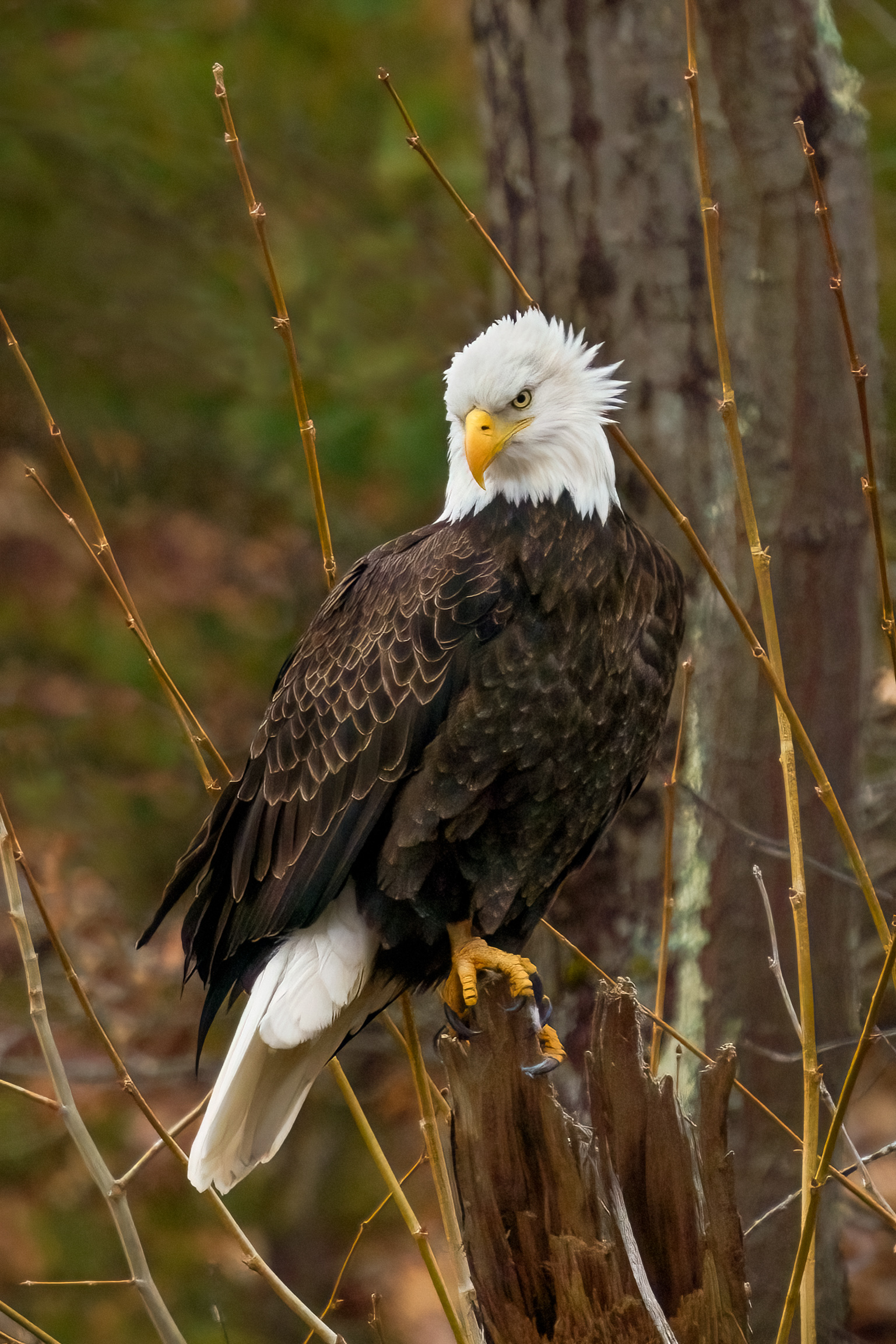 Bald Eagle 1