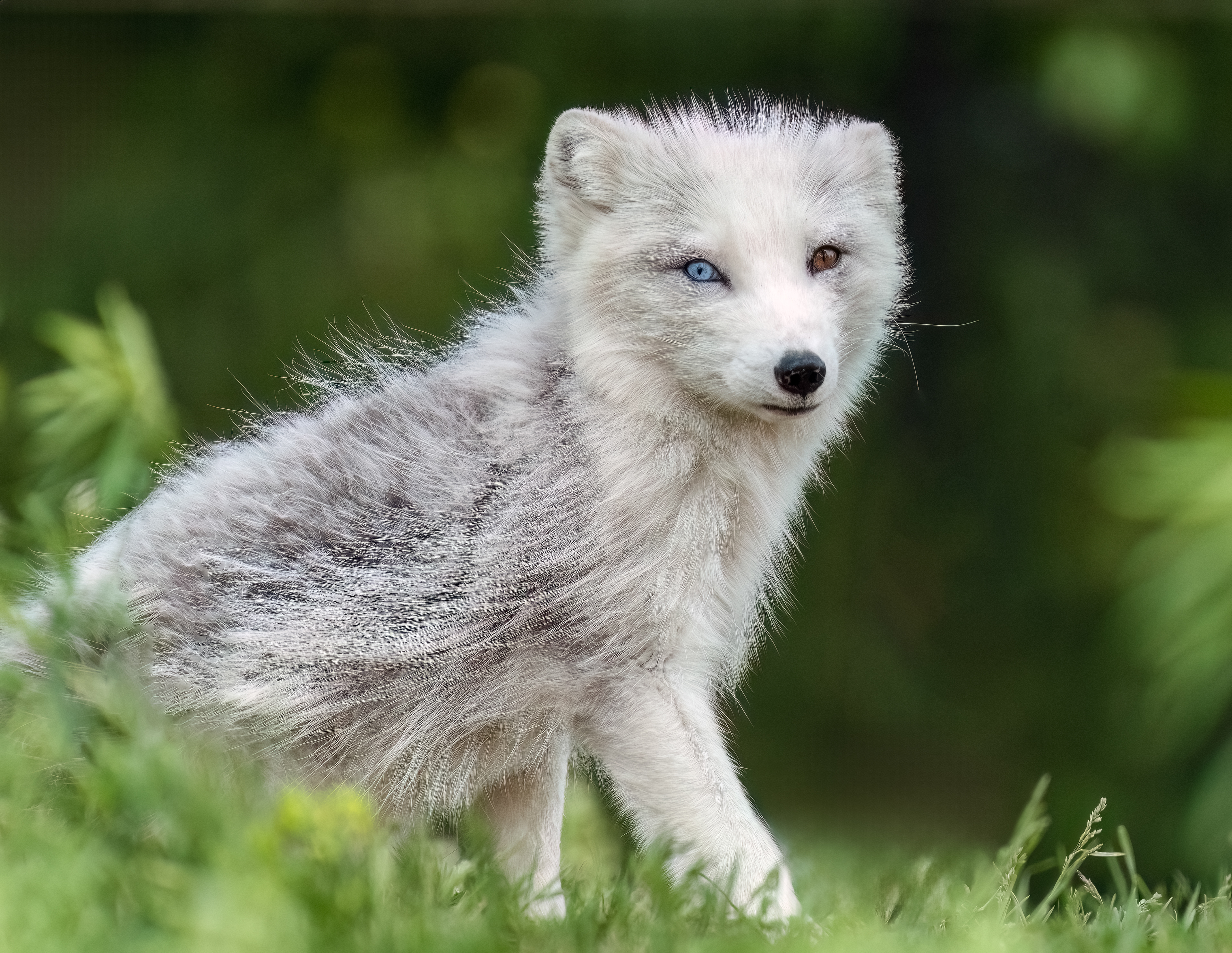 Arctic Fox 1