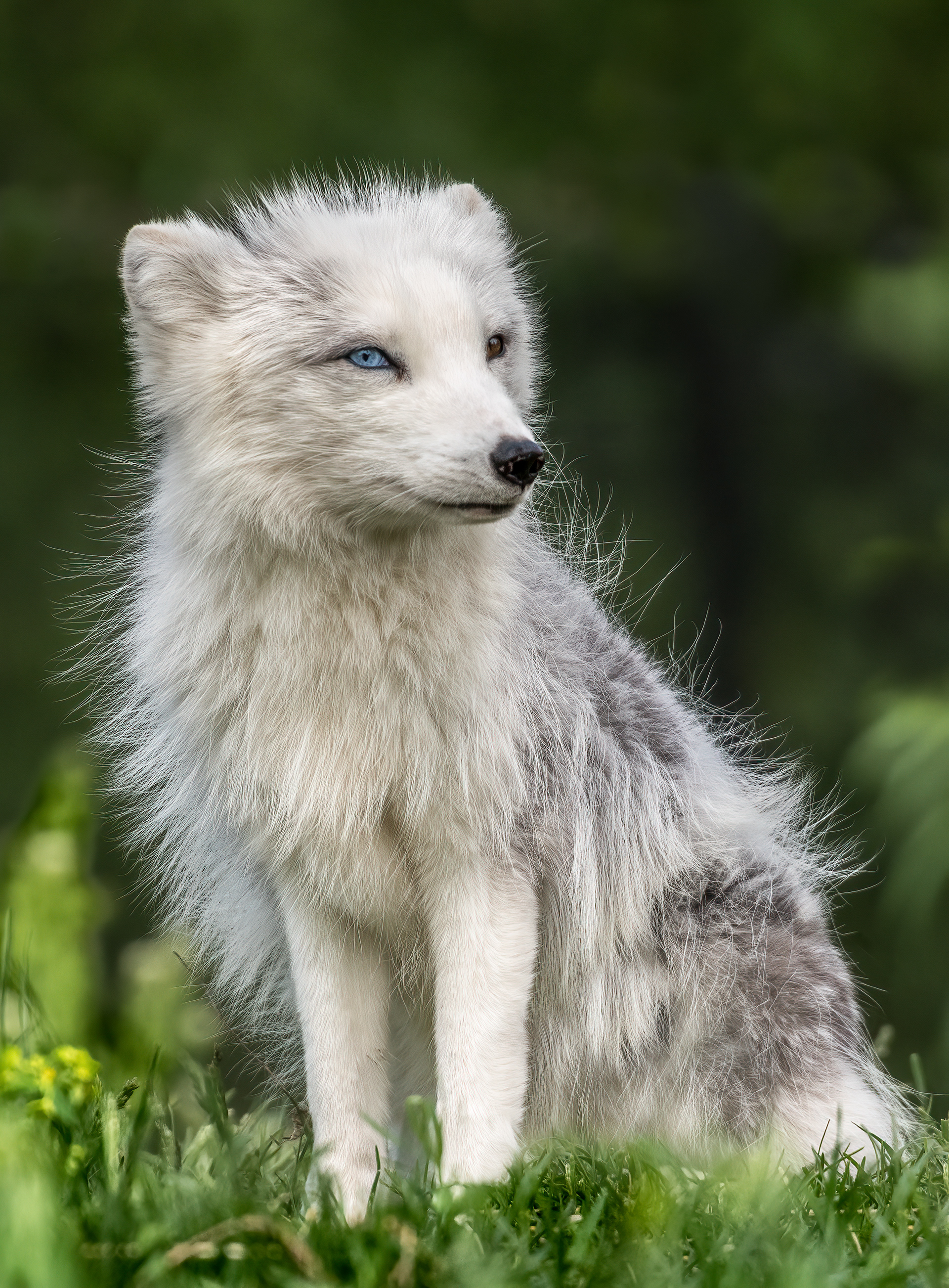 Arctic Fox 2