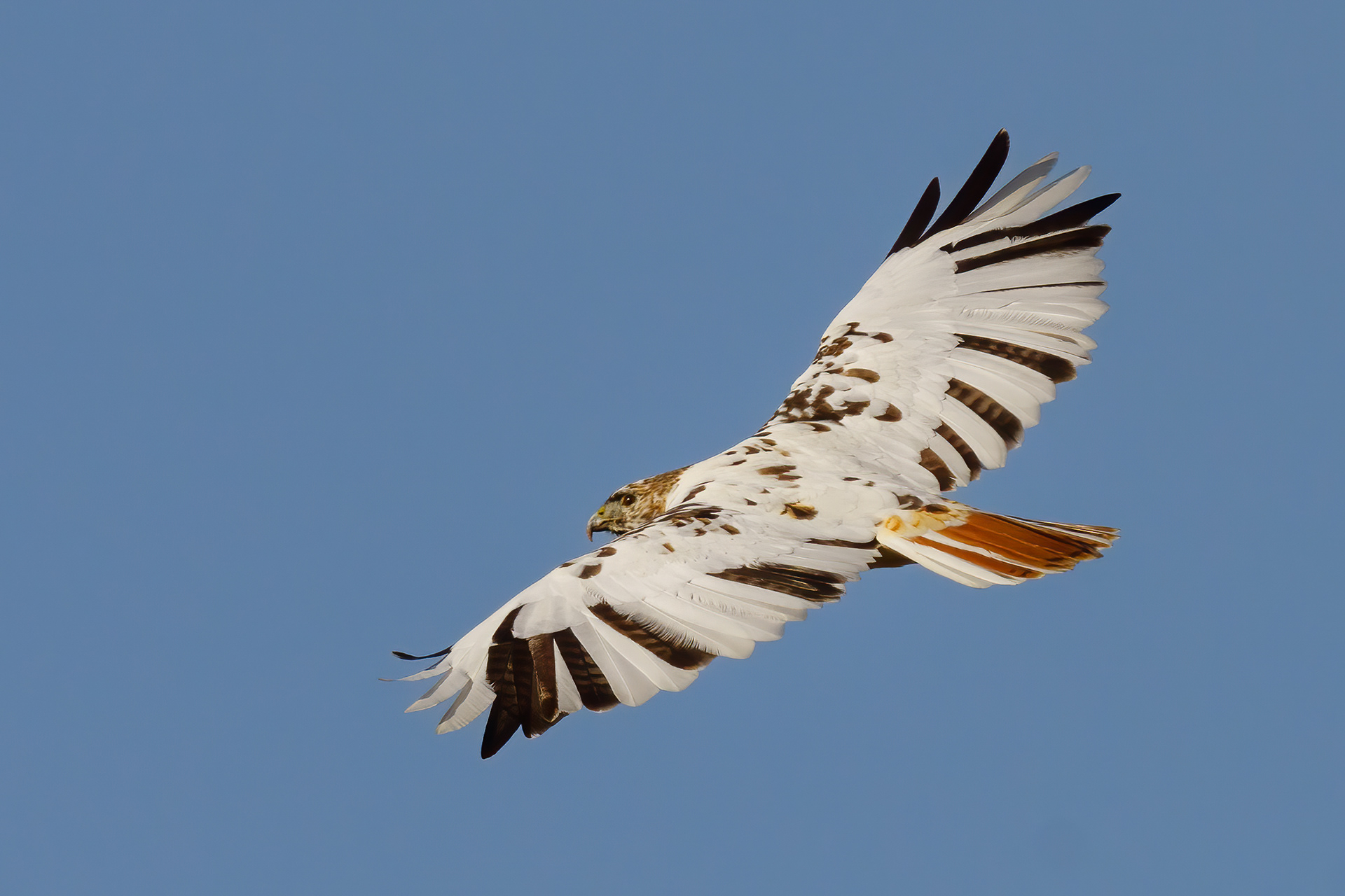 Leucistic Hawk