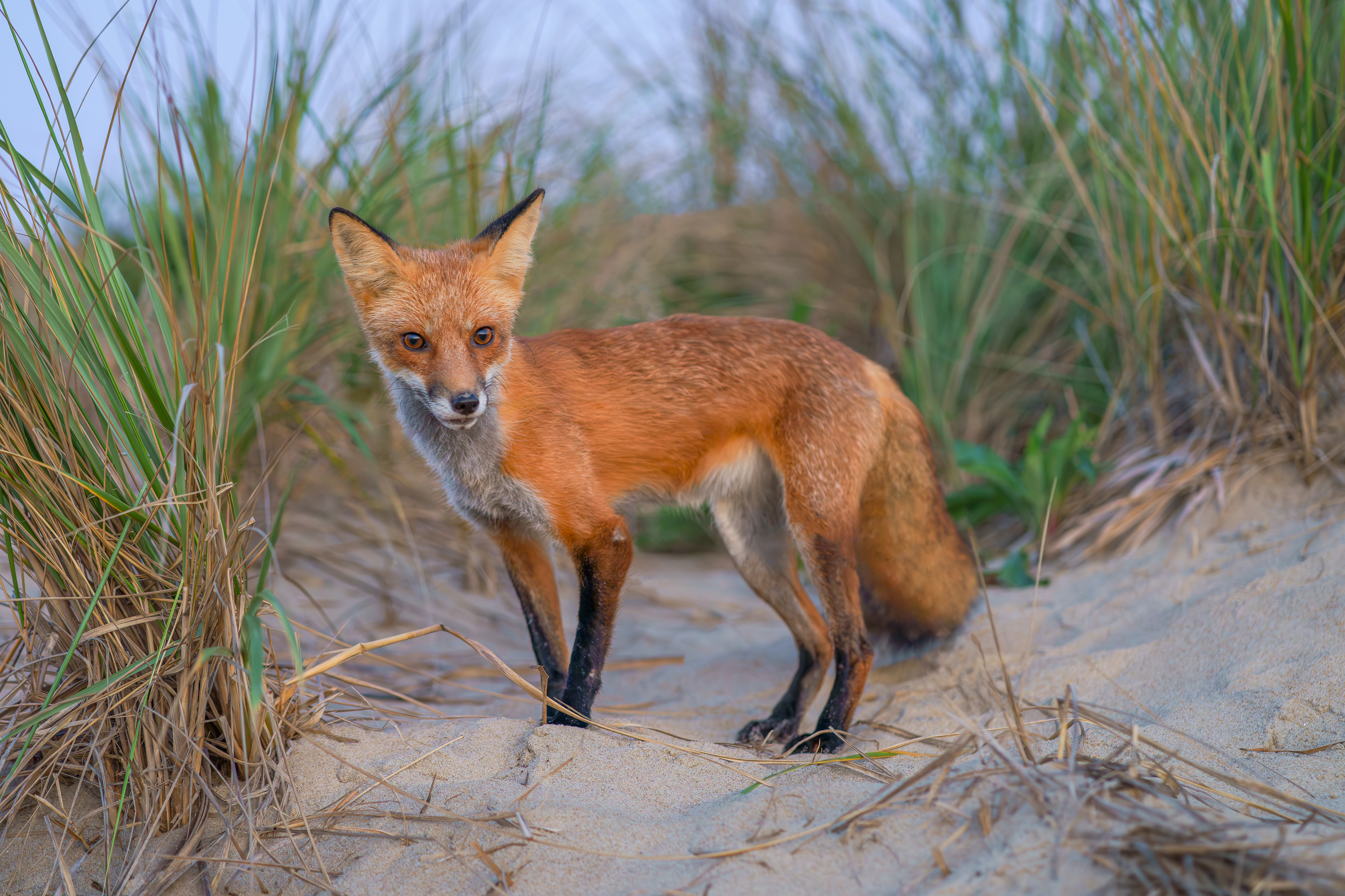 OC RED FOX