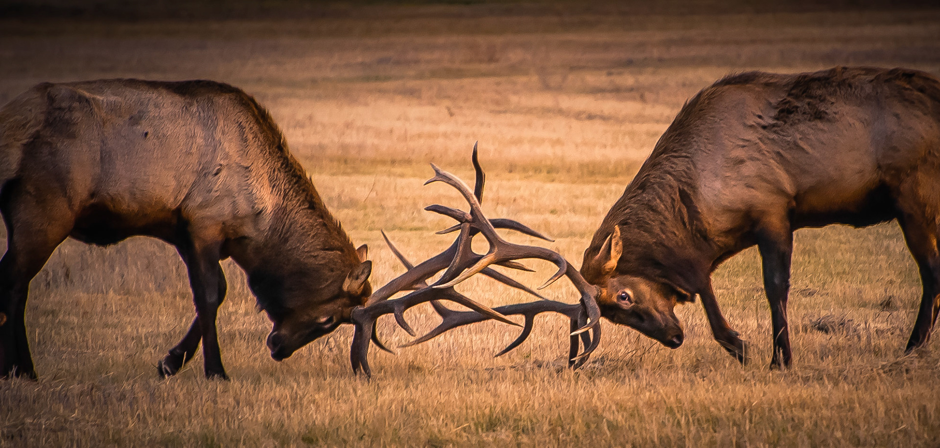Elk, Alberta