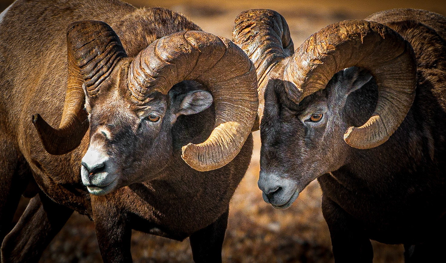 Bighorn Sheep, Alberta