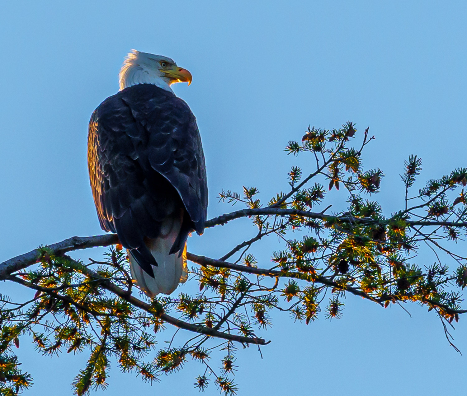 Bald Eagle, Quadra Island BC