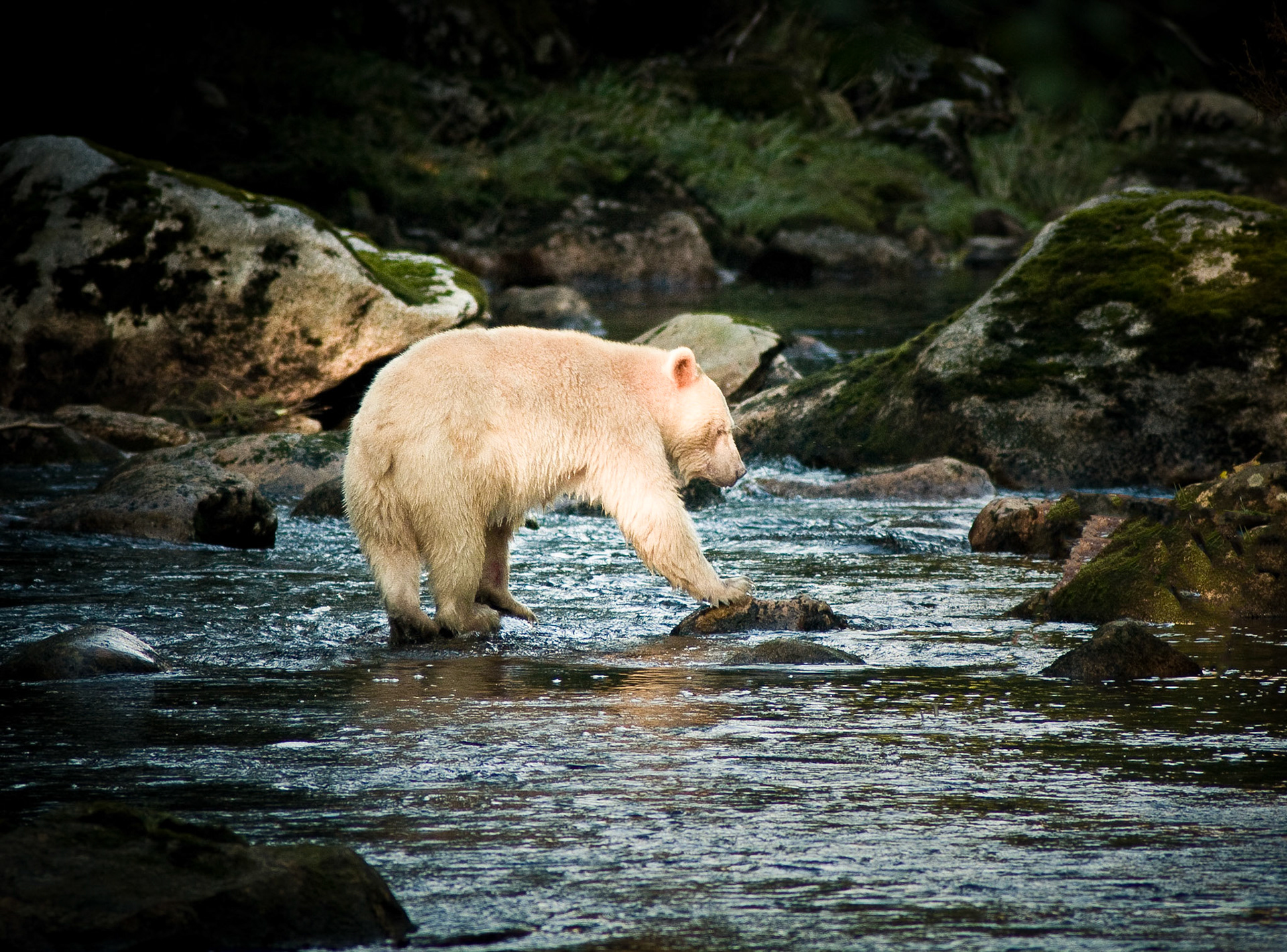 Spirit Bear, British Columbia