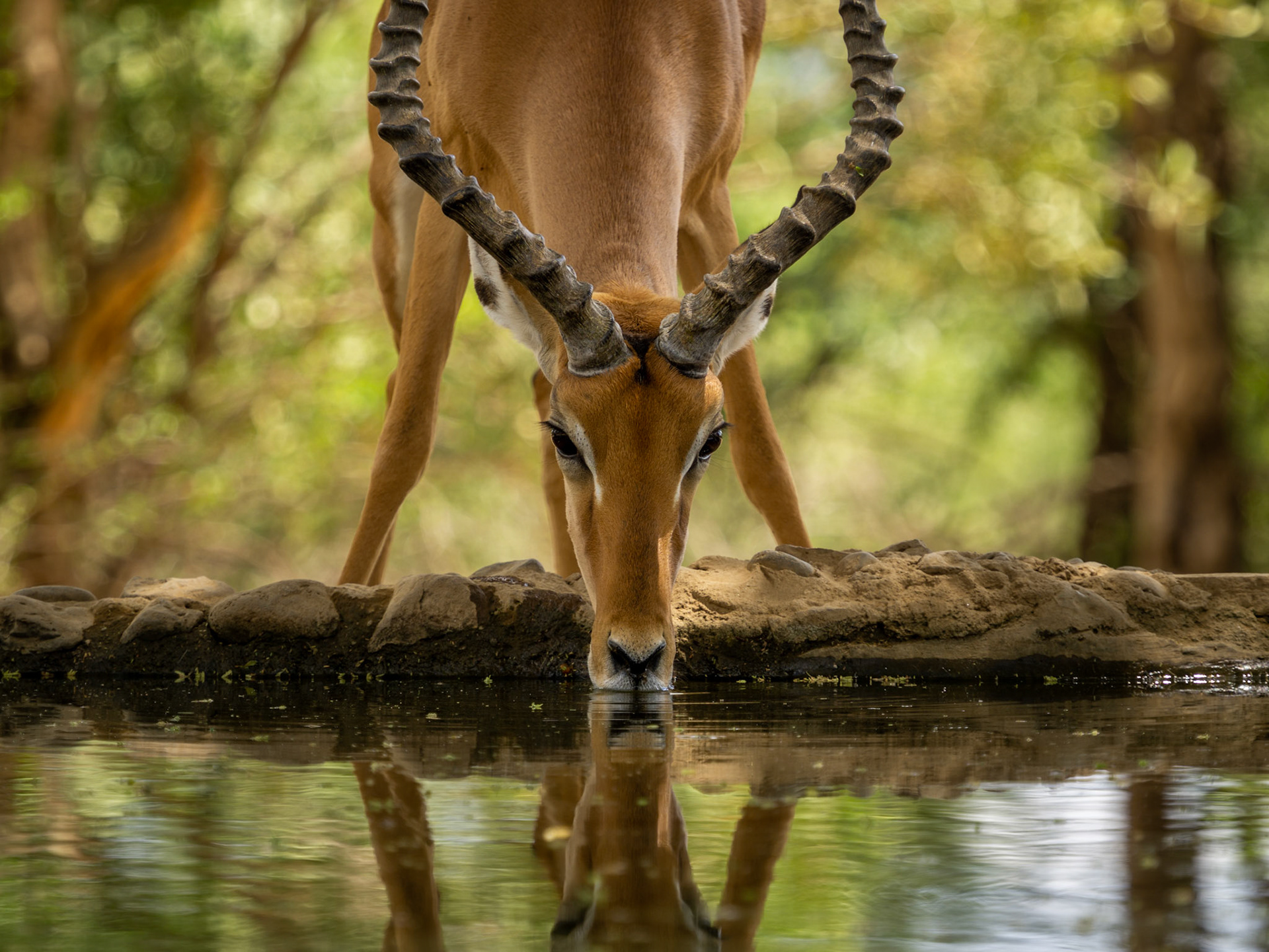 Antelope, Kenya