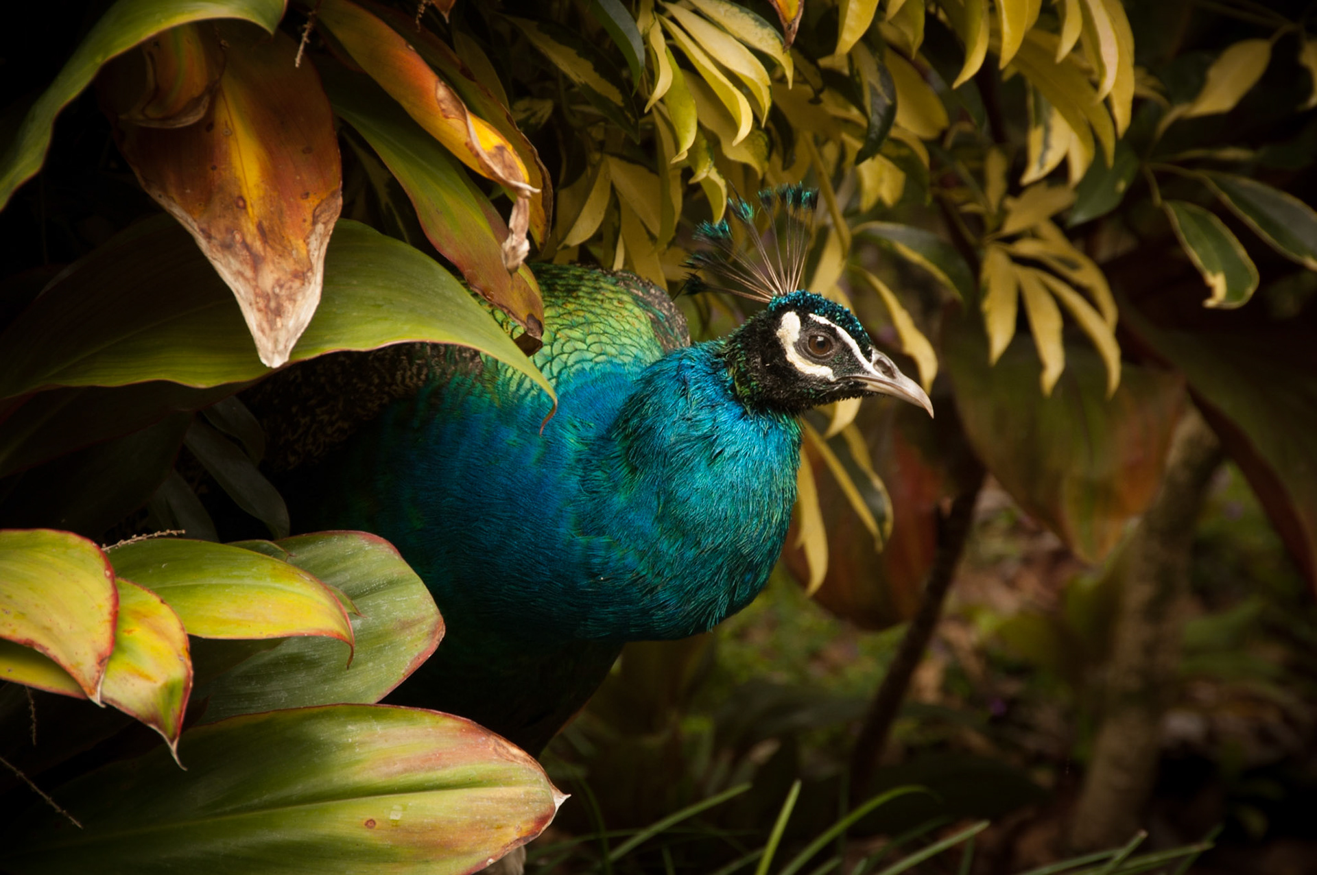 Peacock, Hawaii