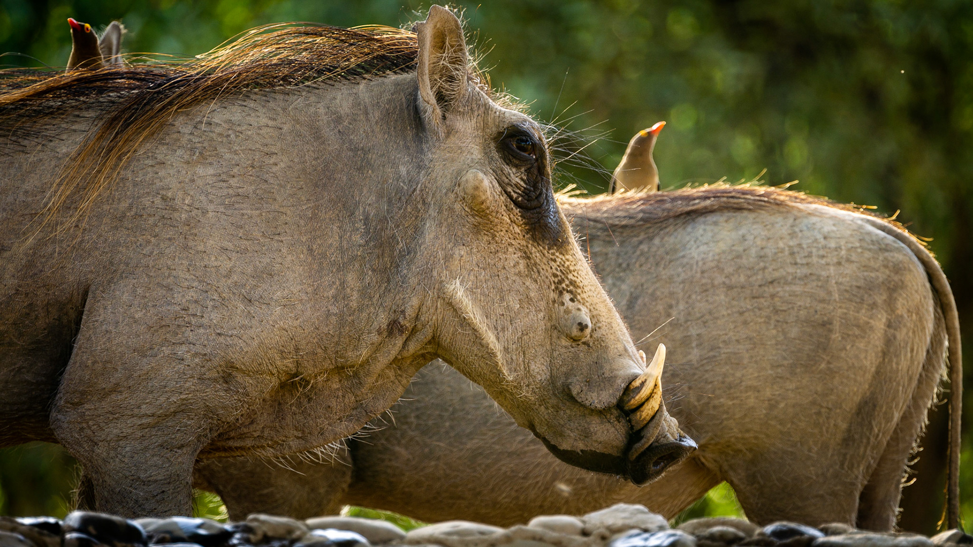 Warthog, Kenya