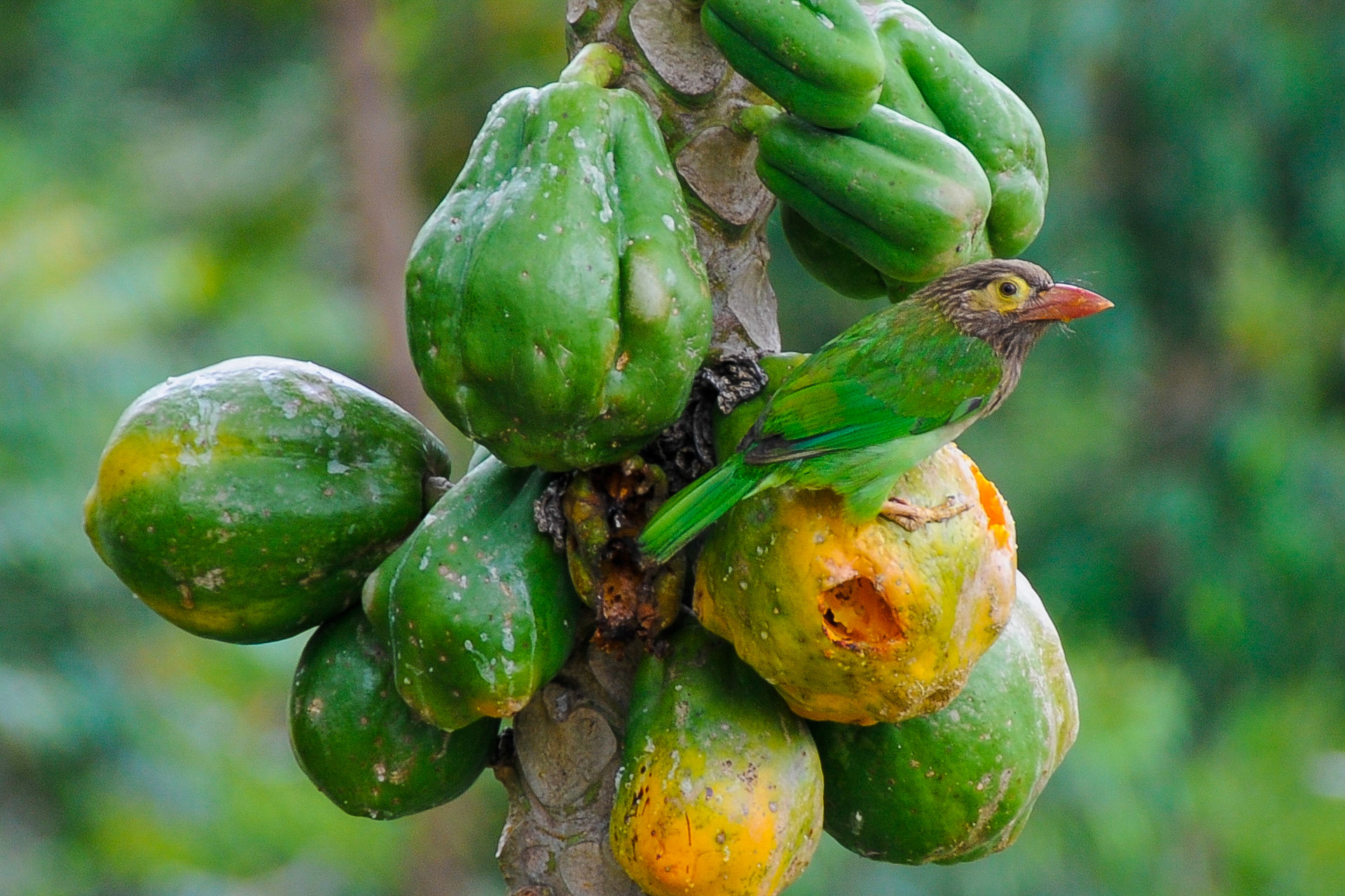 Brown-headed Barbet, Sri Lanka