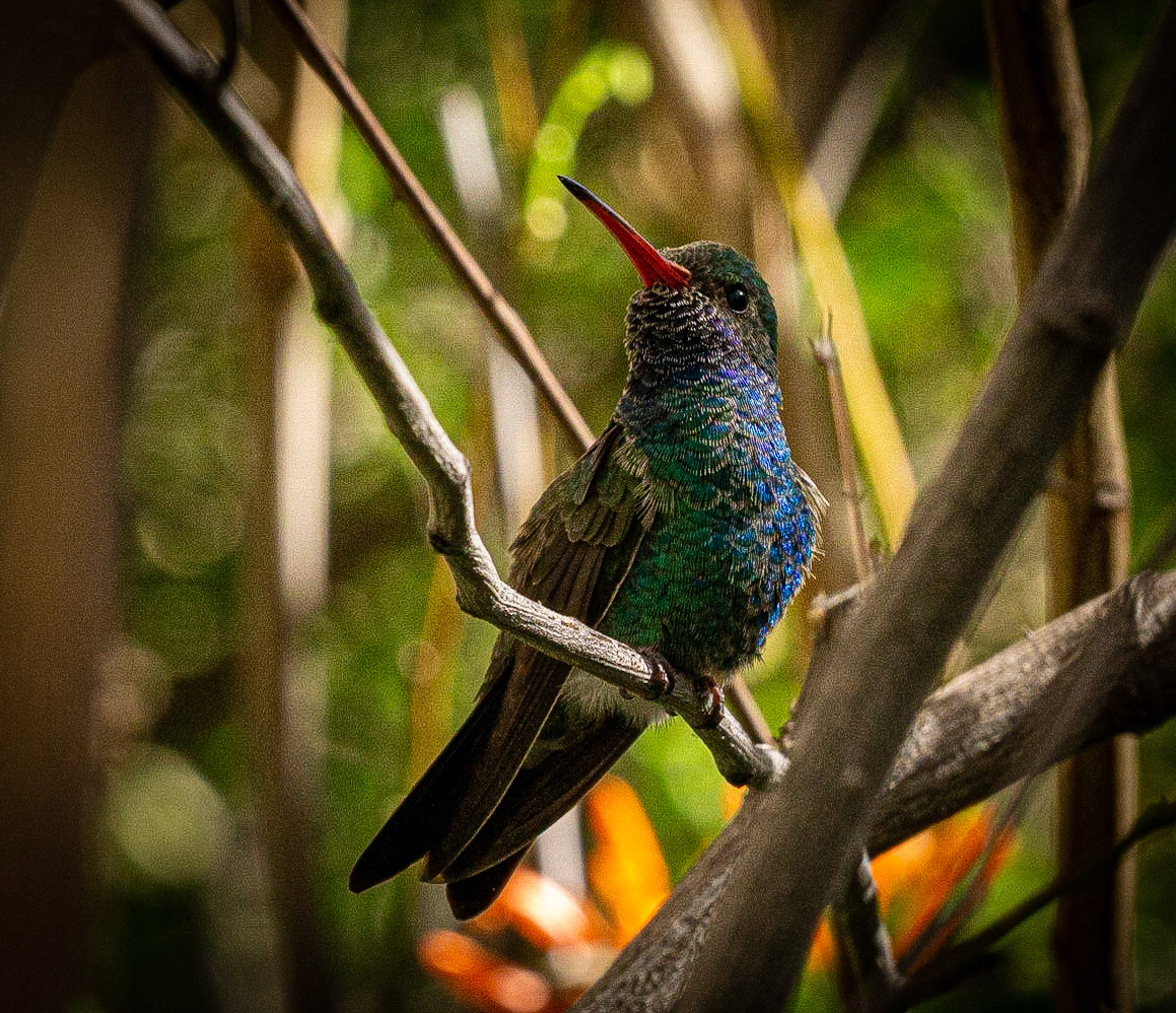 Hummingbird, Arizona