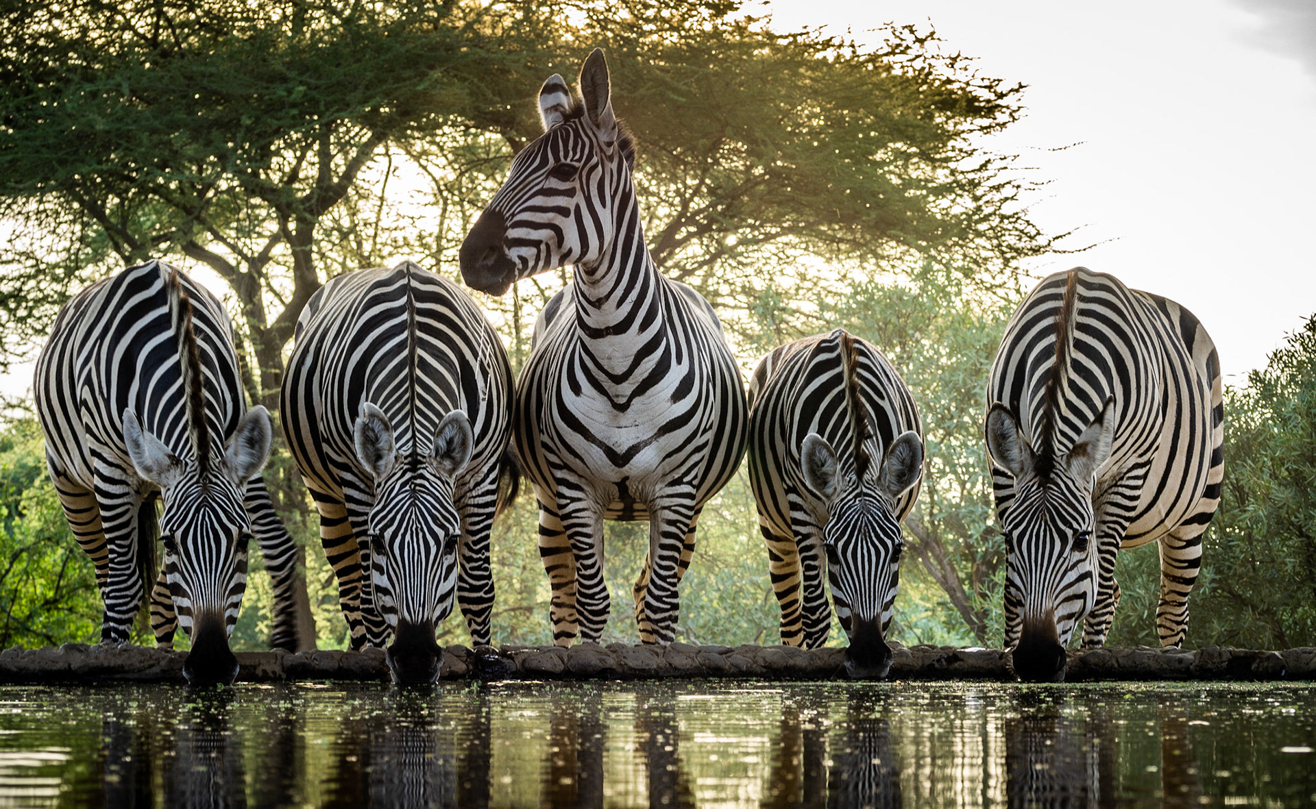 Zebras, Kenya