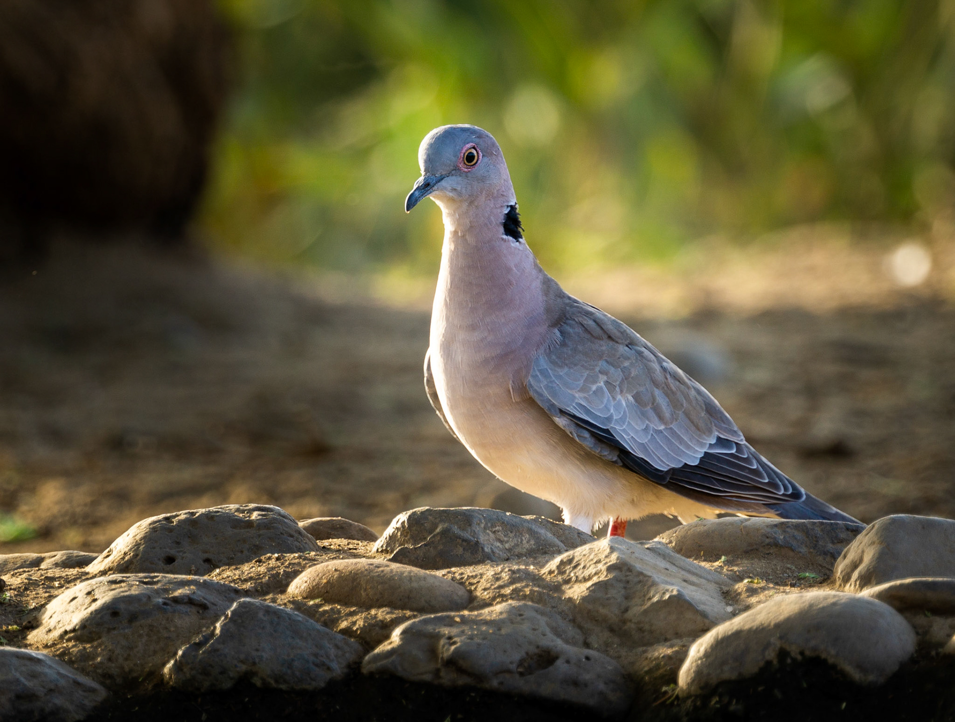 Mourning Collared Dove, Kenya