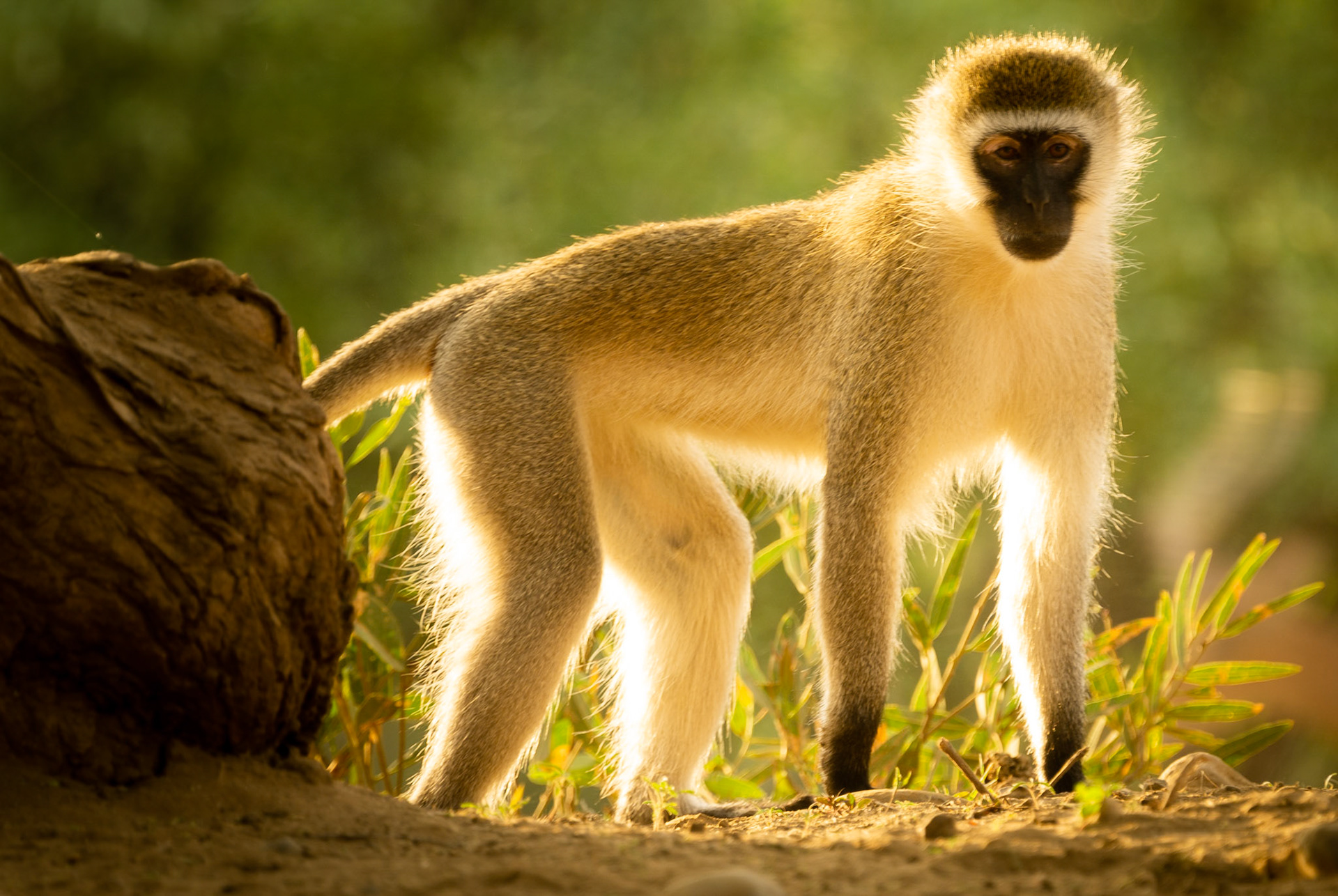 Vervet Monkey, Kenya