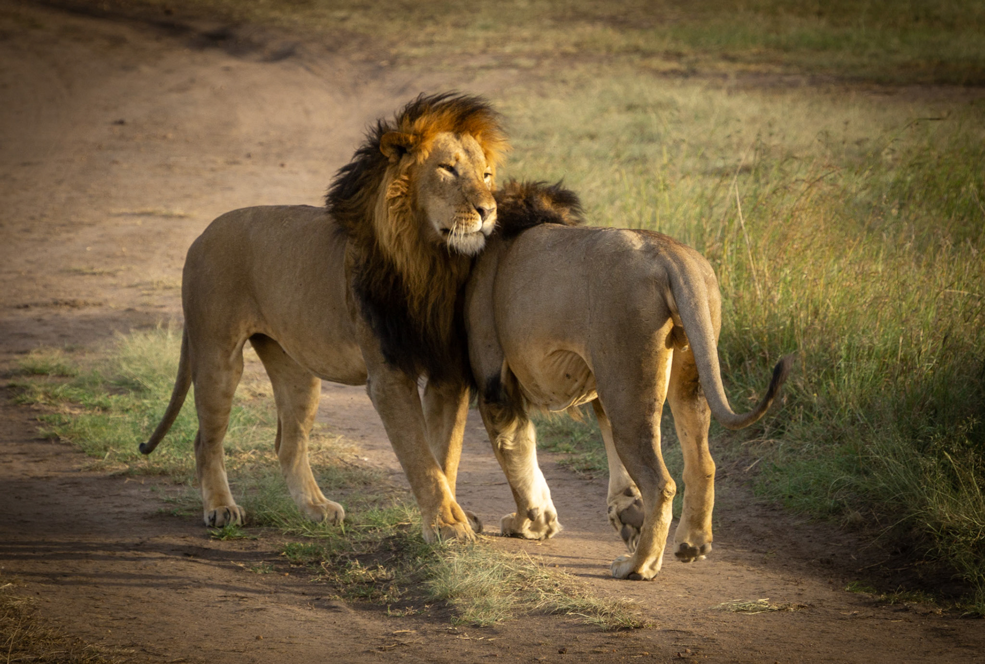 Lions, Kenya