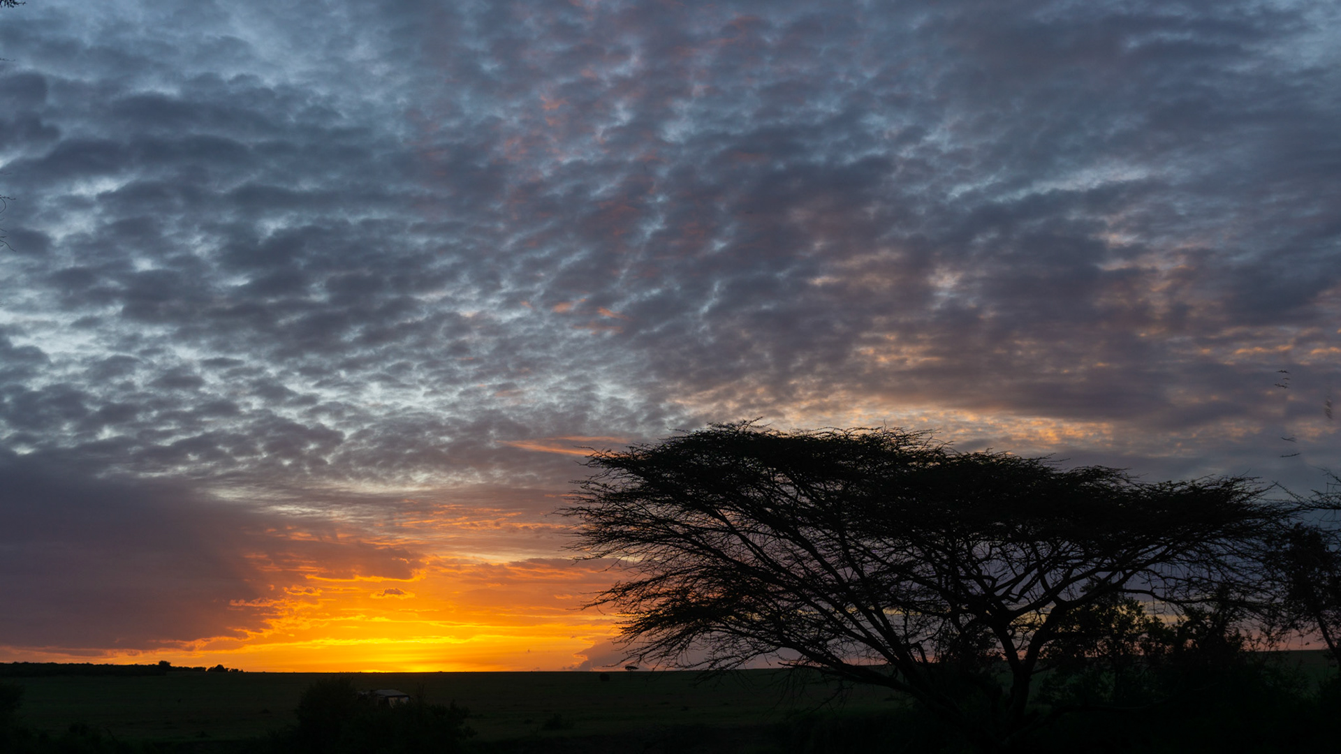 Maasai Mara, Kenya